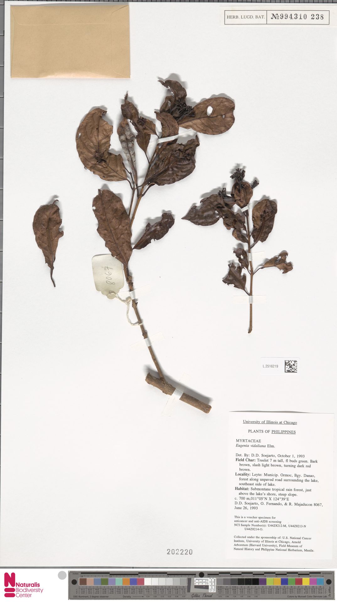 Syzygium vidalianum