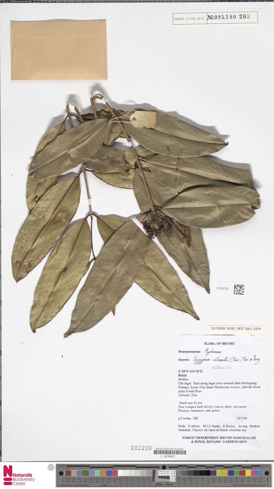 Syzygium villamilii