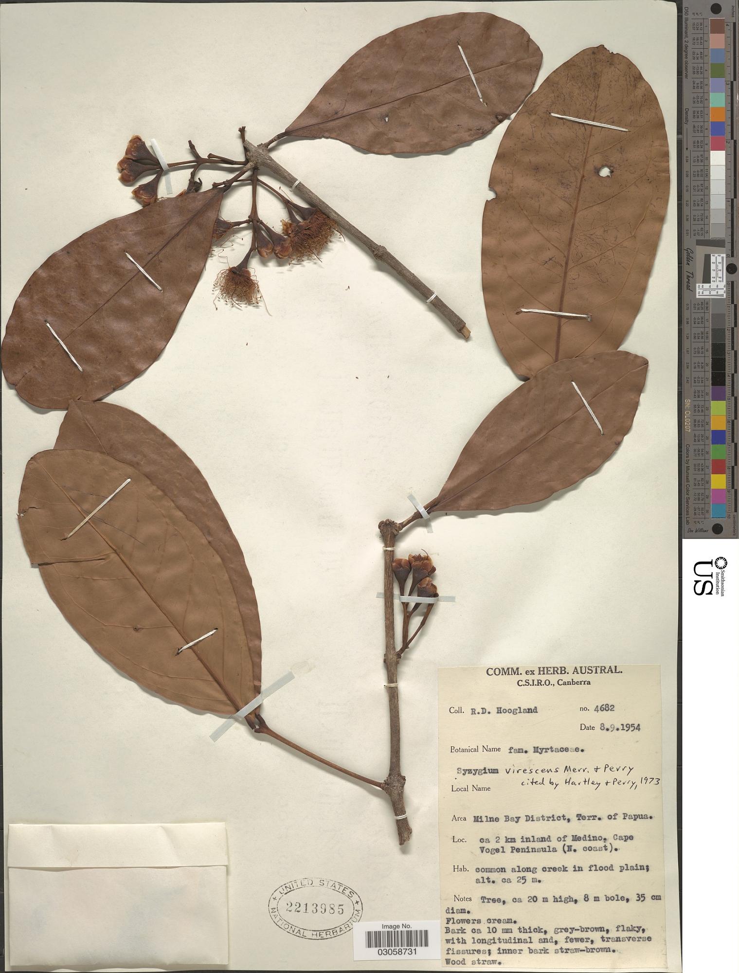 Syzygium virescens