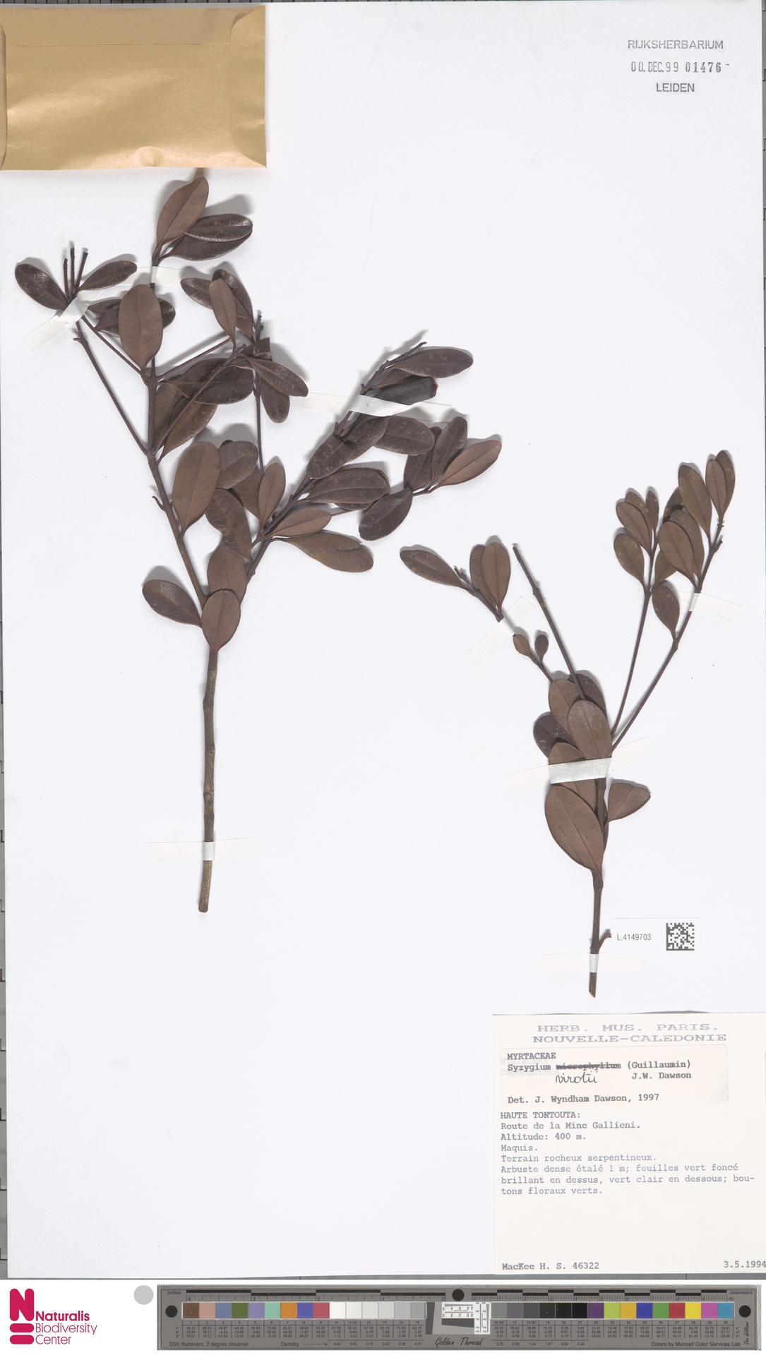 Syzygium virotii