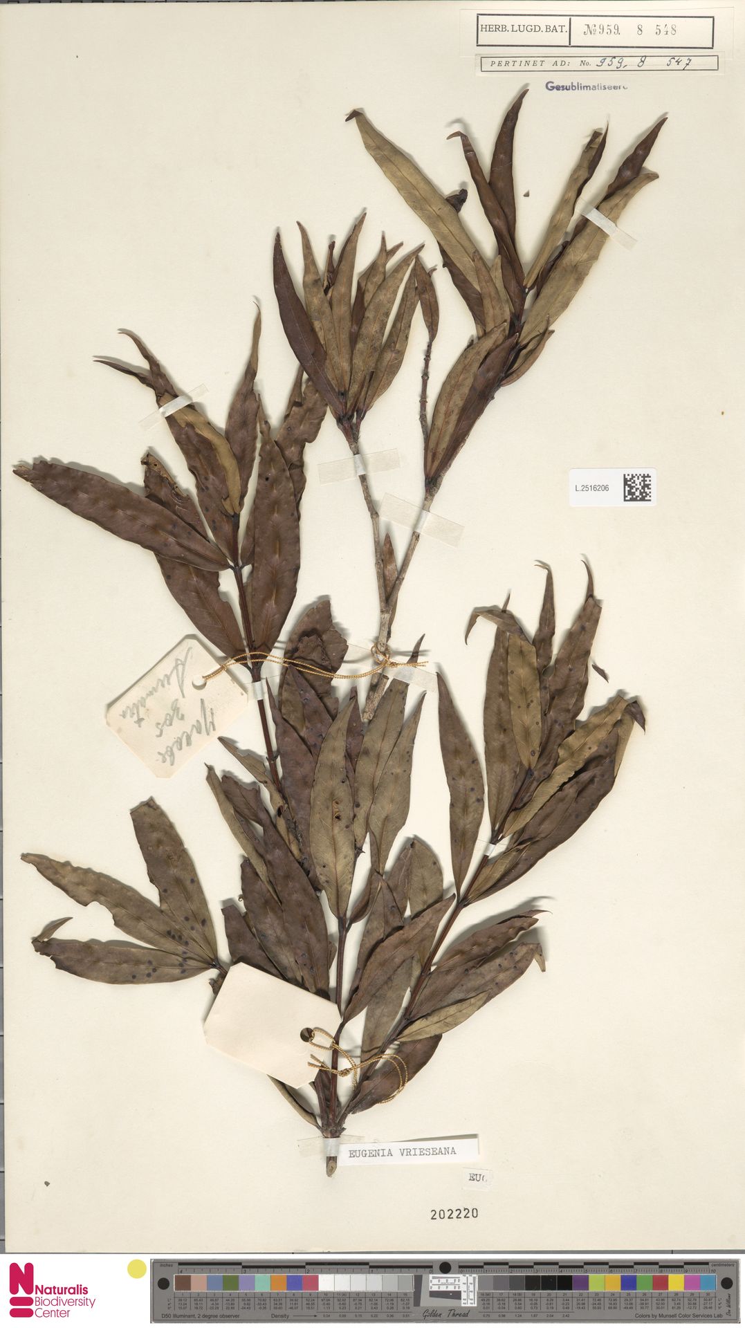 Syzygium vrieseanum