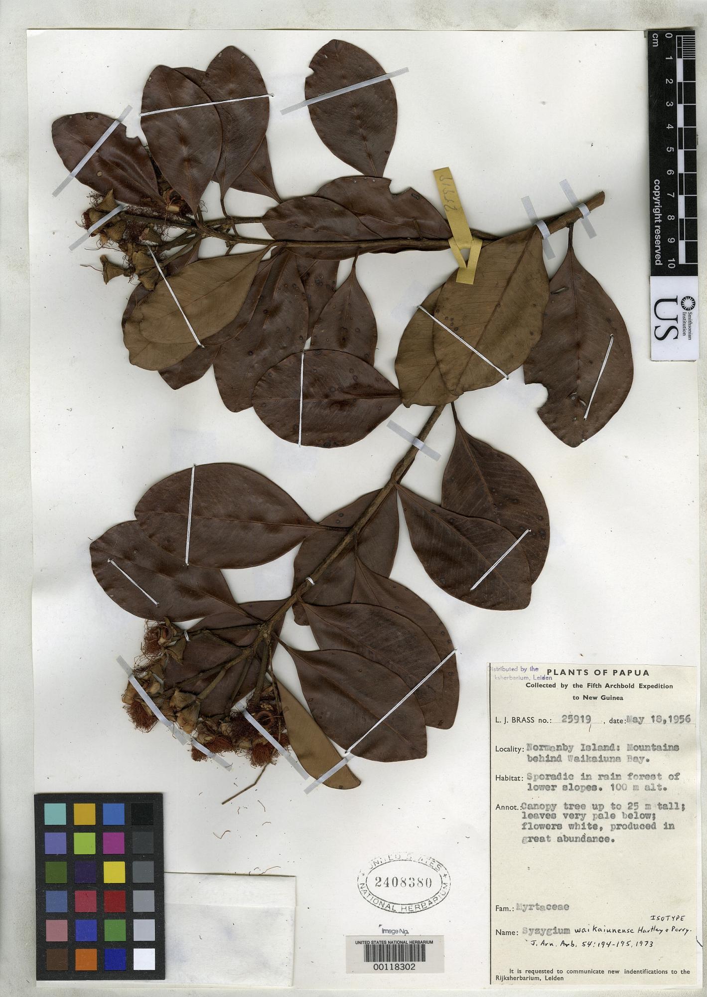 Syzygium waikaiunense