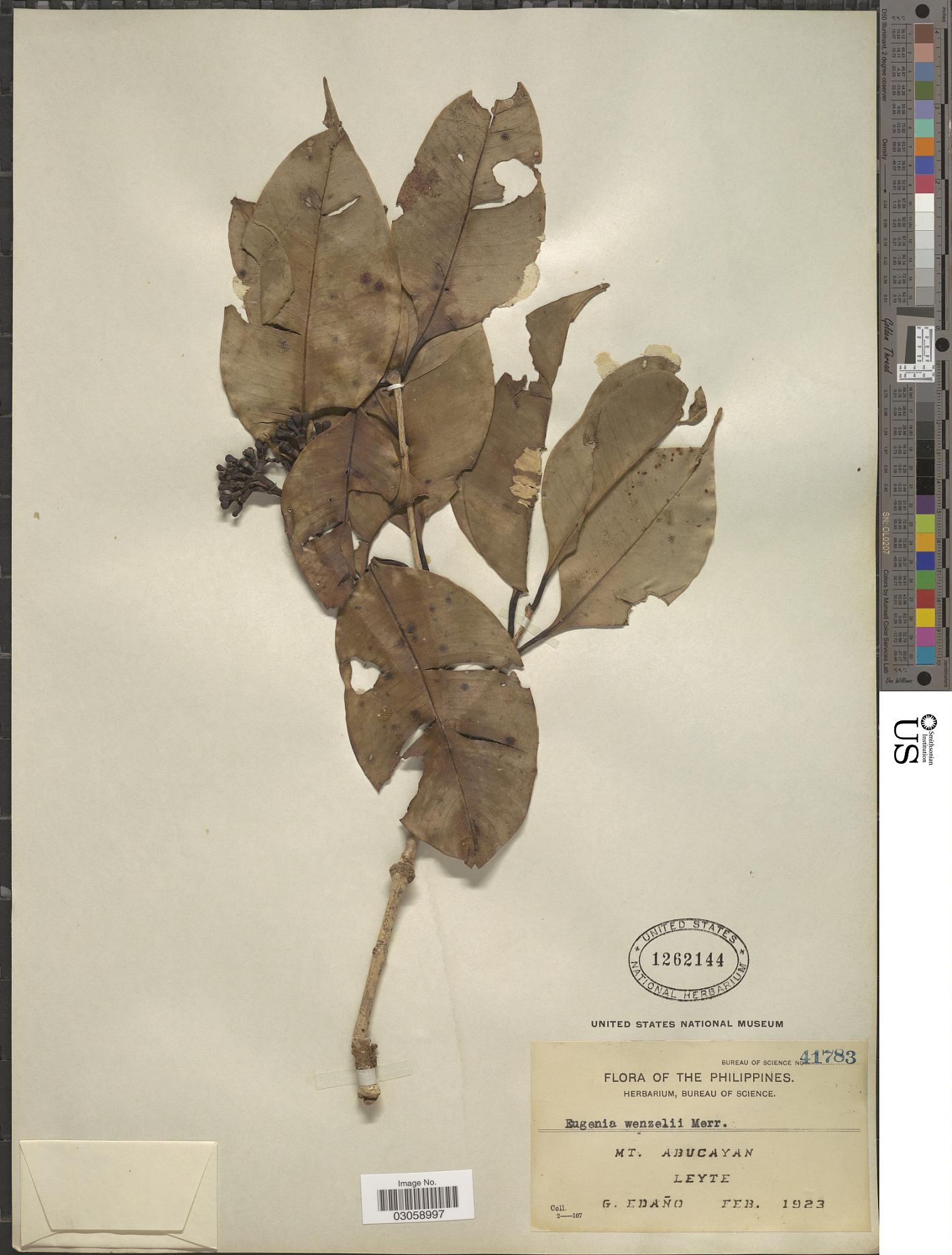 Syzygium wenzelii