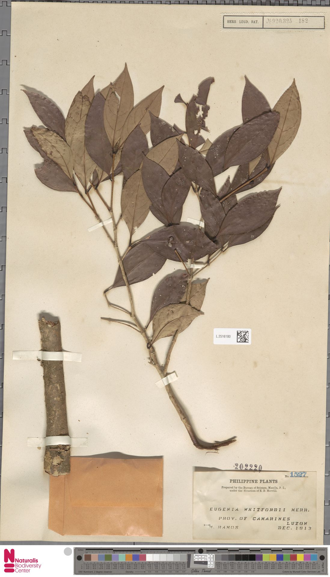 Syzygium whitfordii