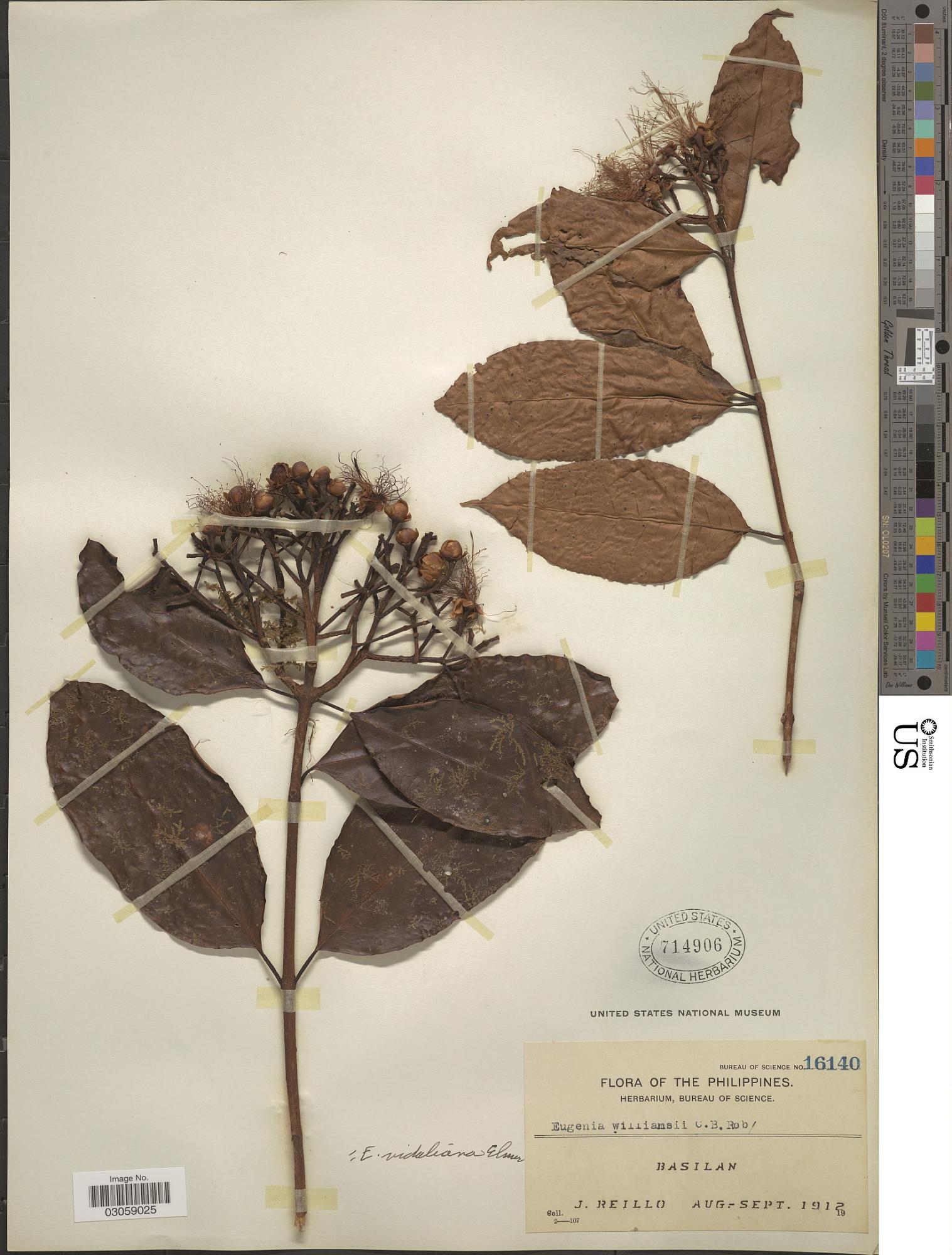 Syzygium williamsii