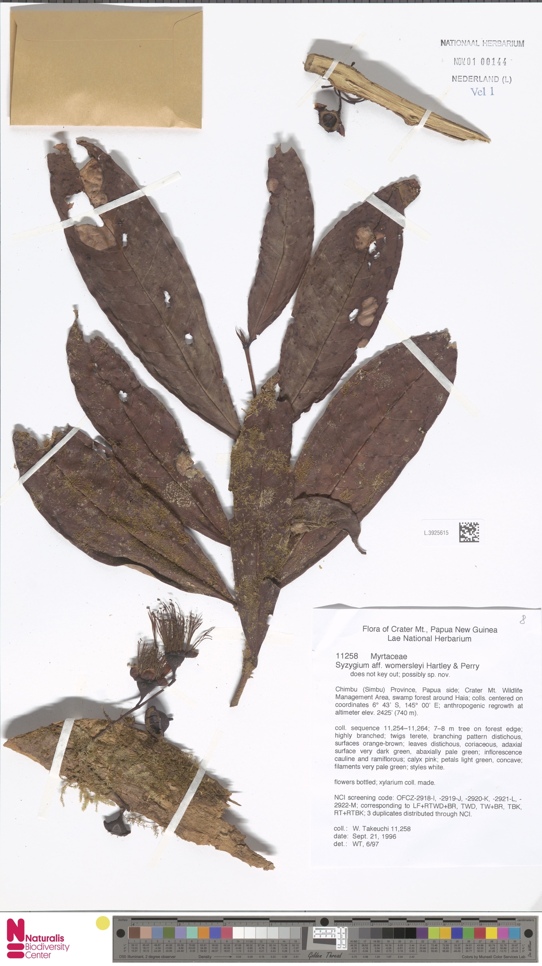 Syzygium womersleyi