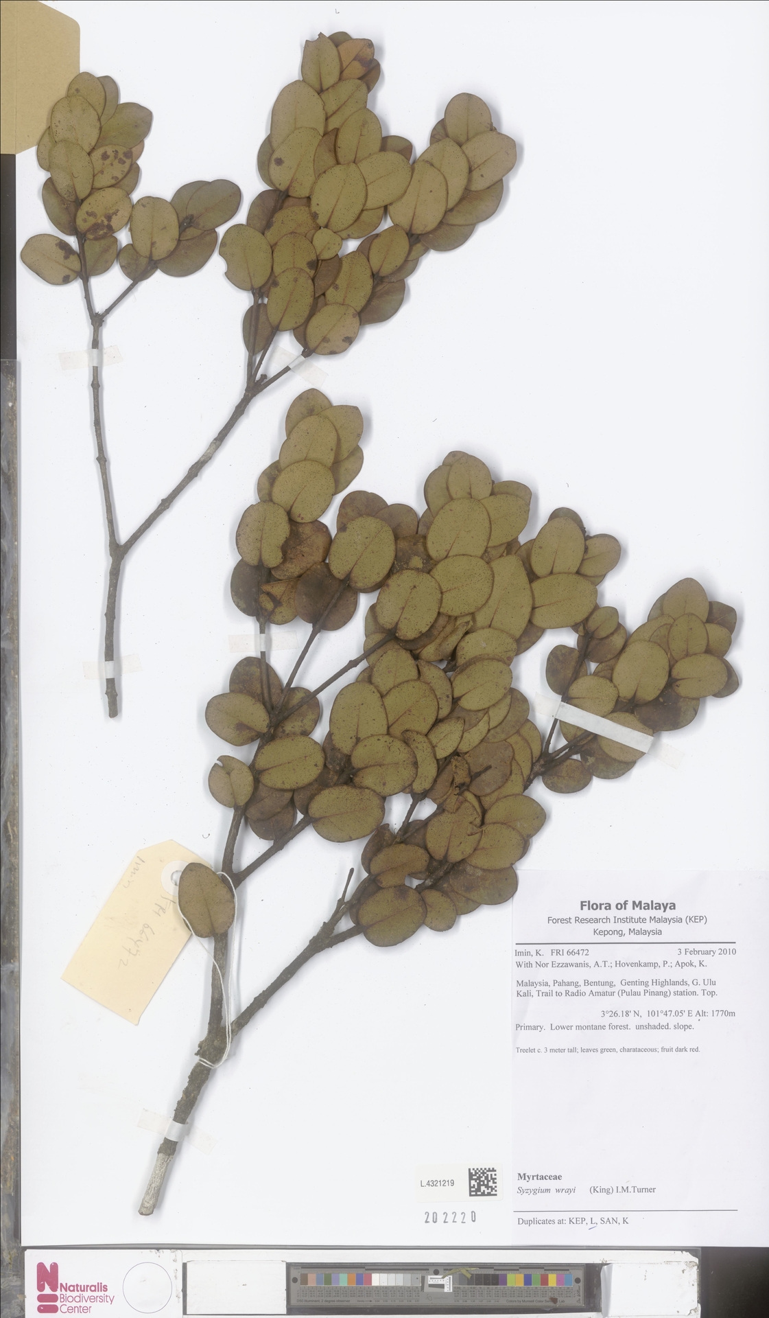 Syzygium wrayi
