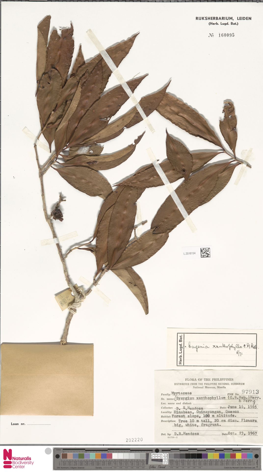 Syzygium xanthophyllum