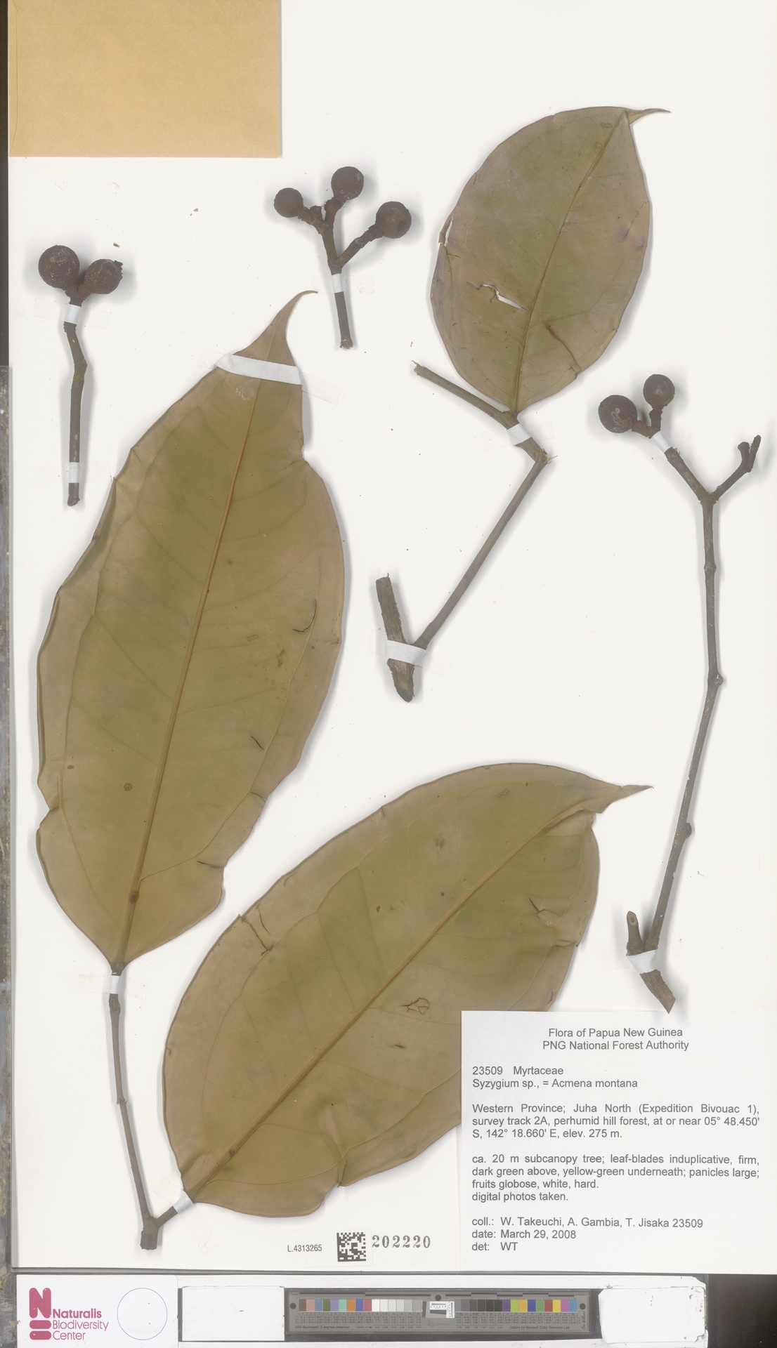 Syzygium zhenghei