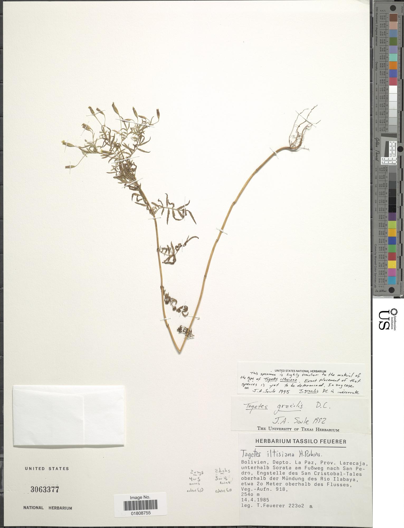 Tagetes iltisiana