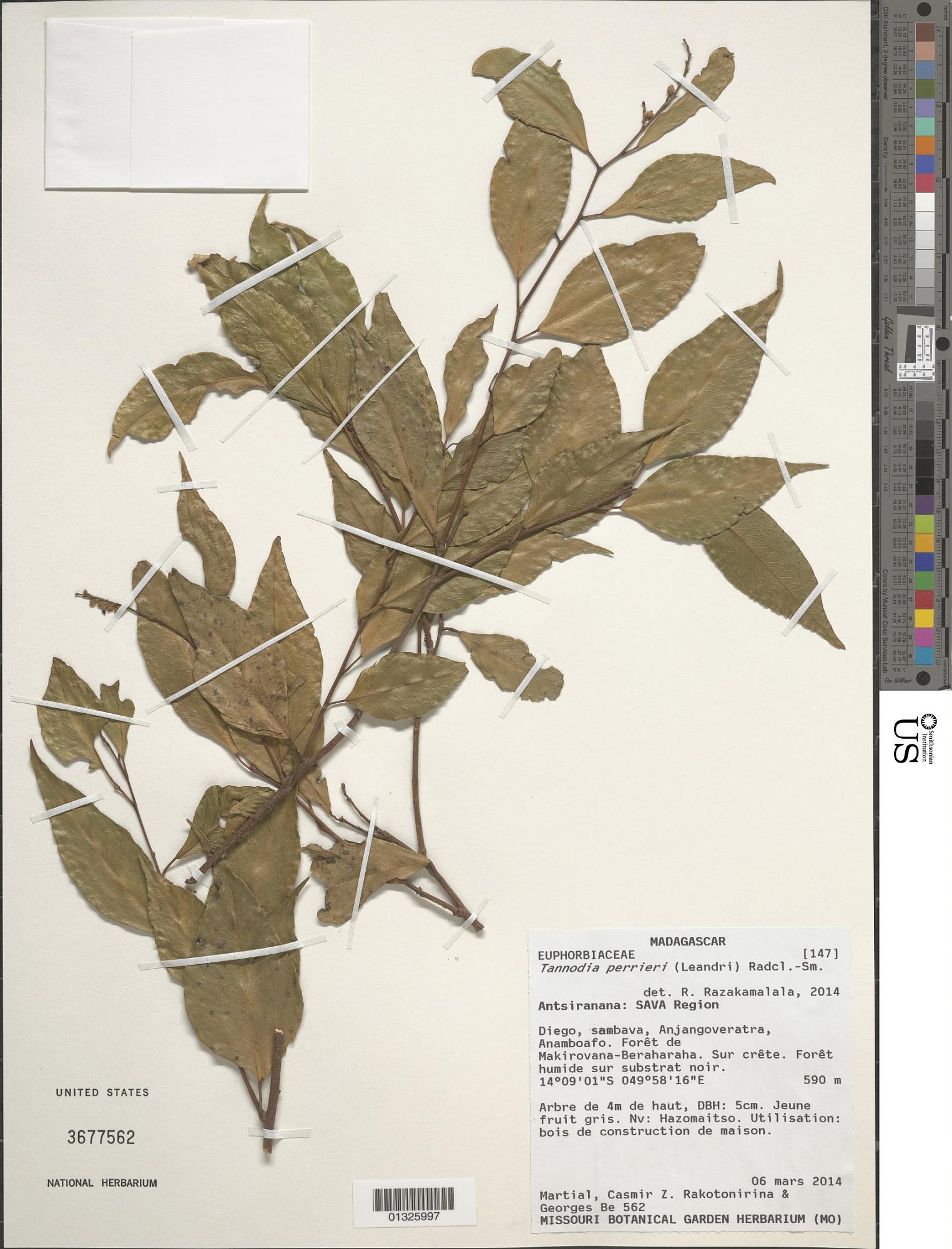Tannodia perrieri