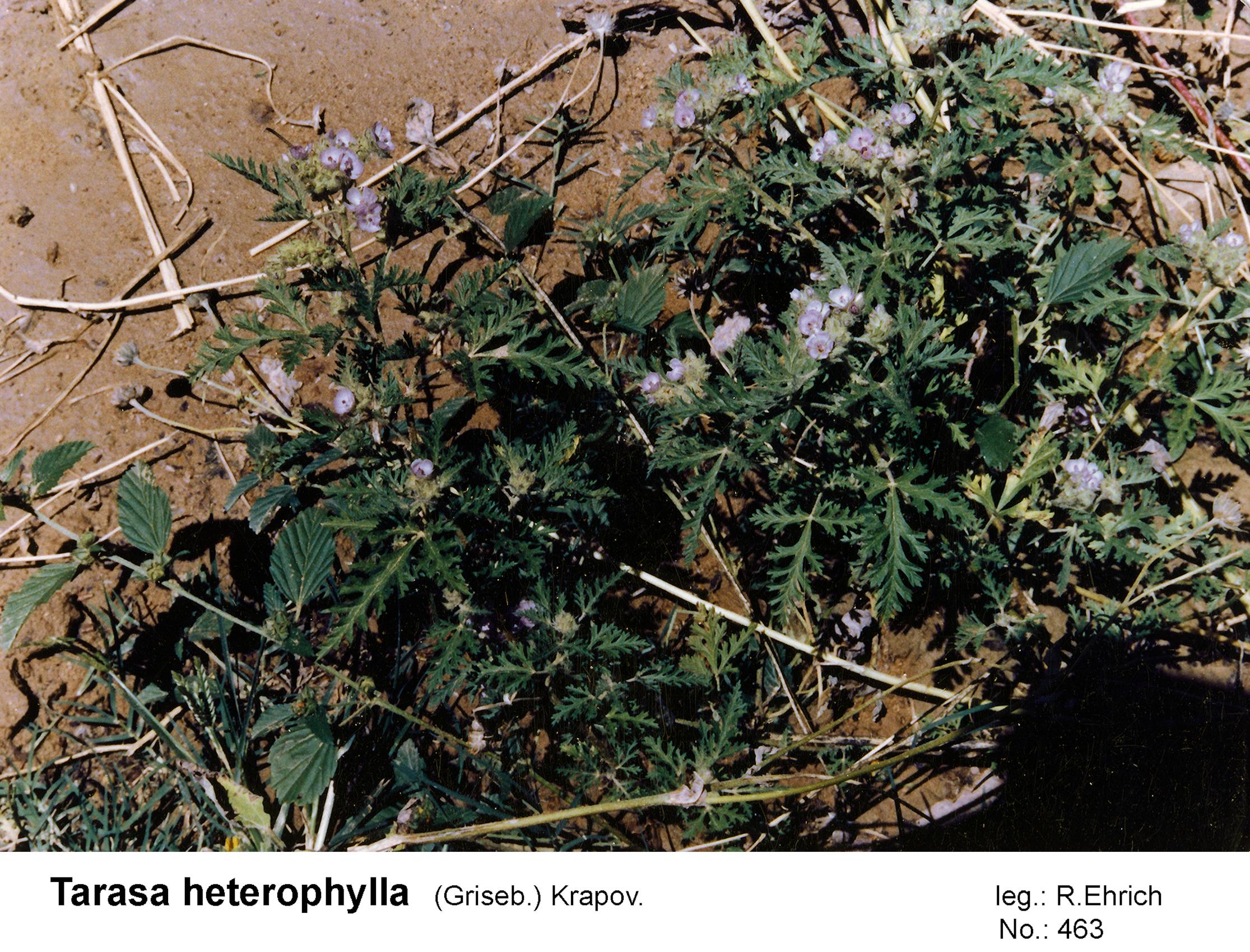 Tarasa heterophylla