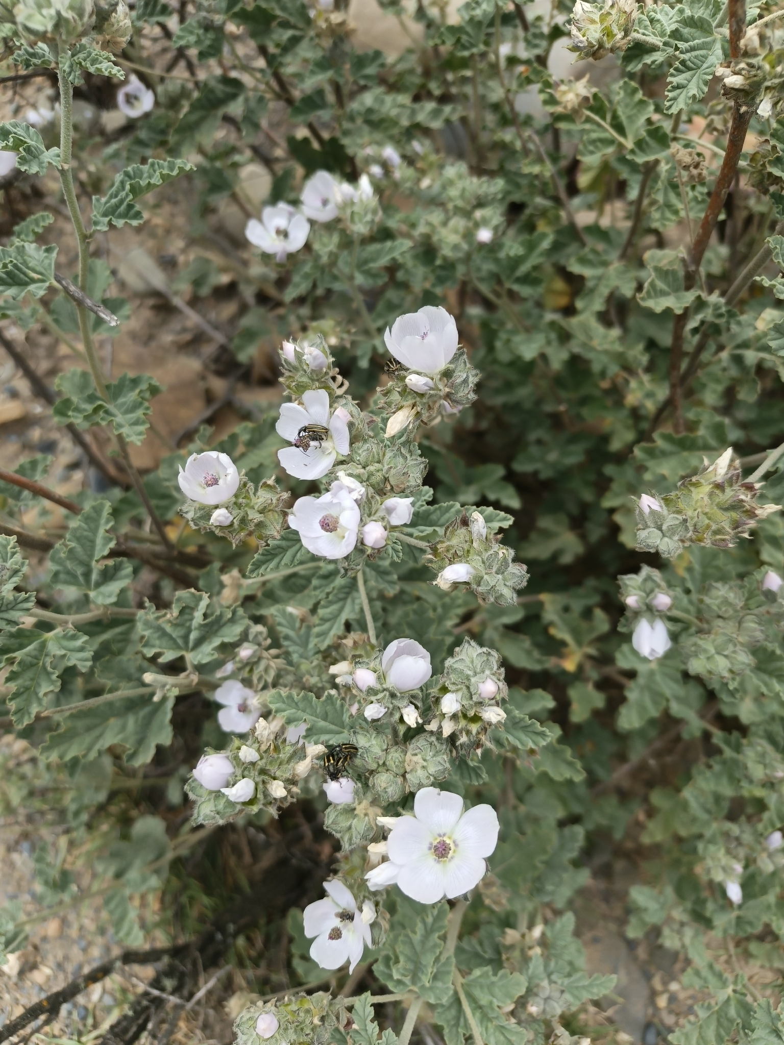 Tarasa hornschuchiana