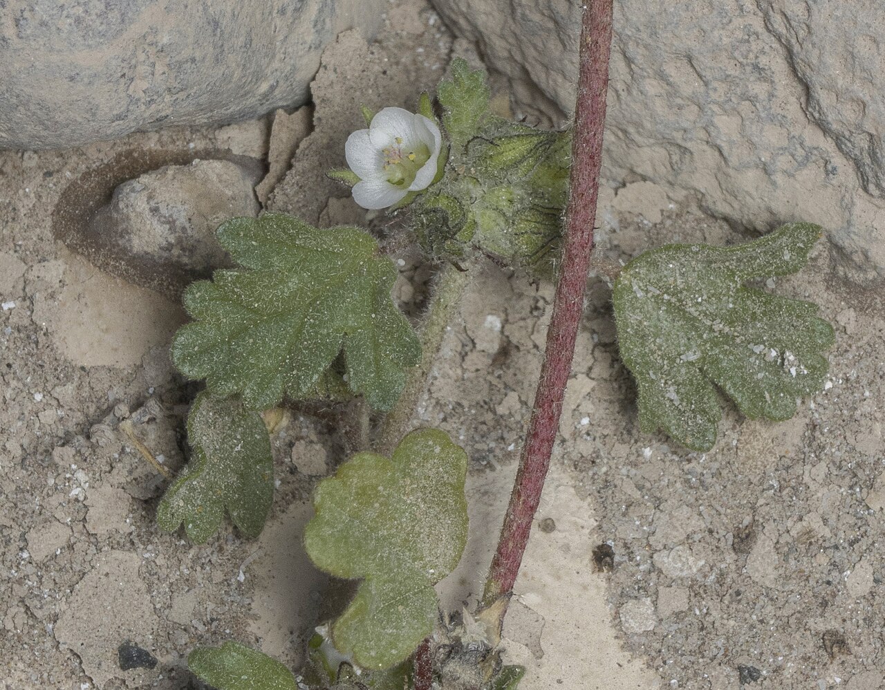 Tarasa tarapacana