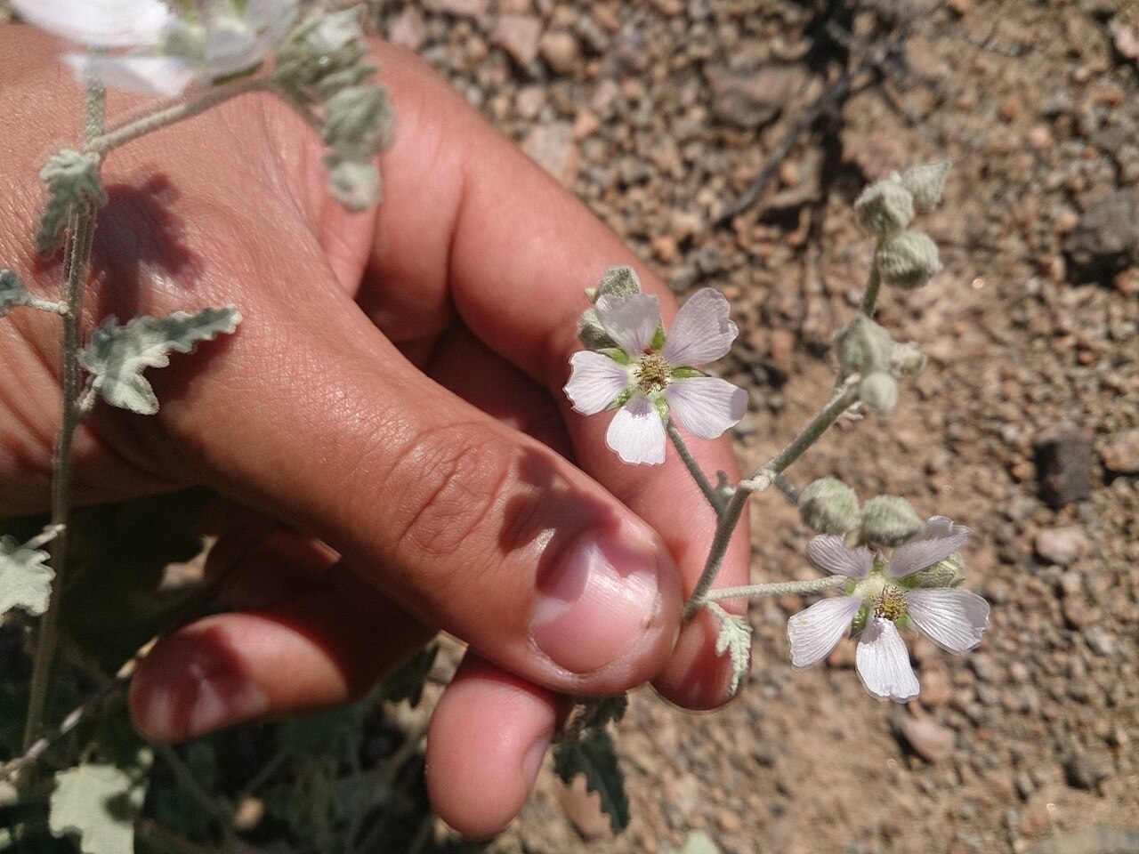 Tarasa thyrsoidea