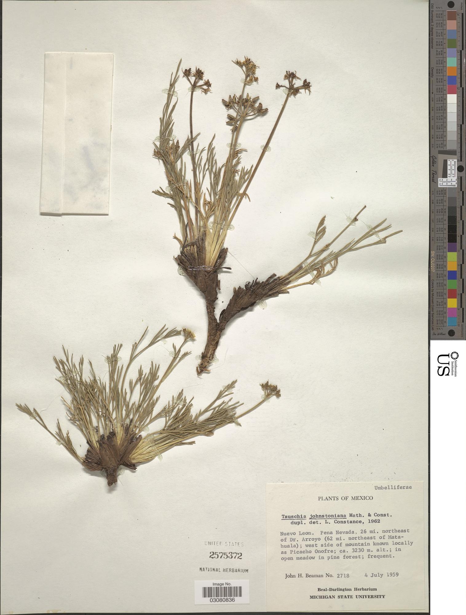 Tauschia johnstoniana