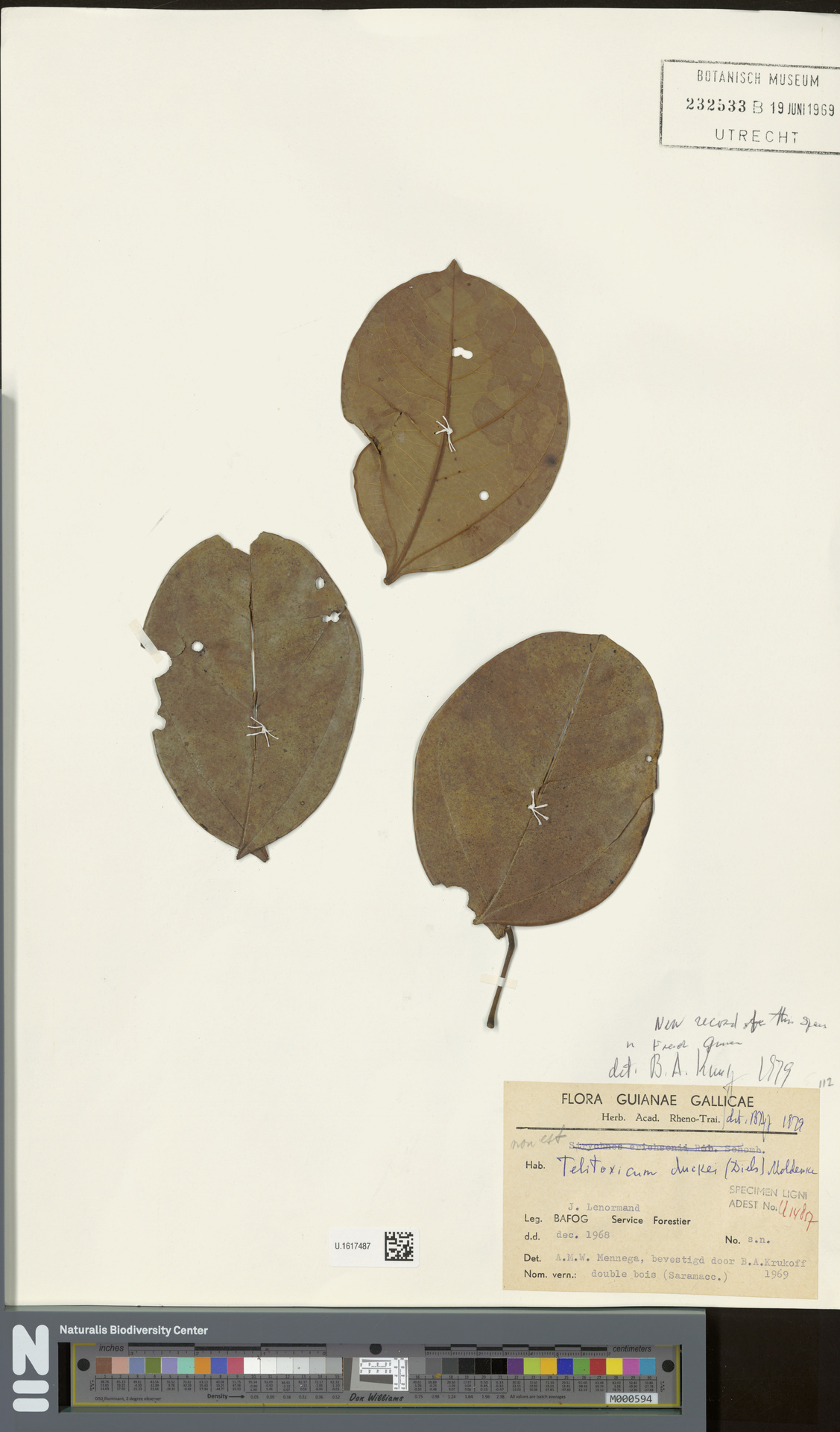 Telitoxicum duckei