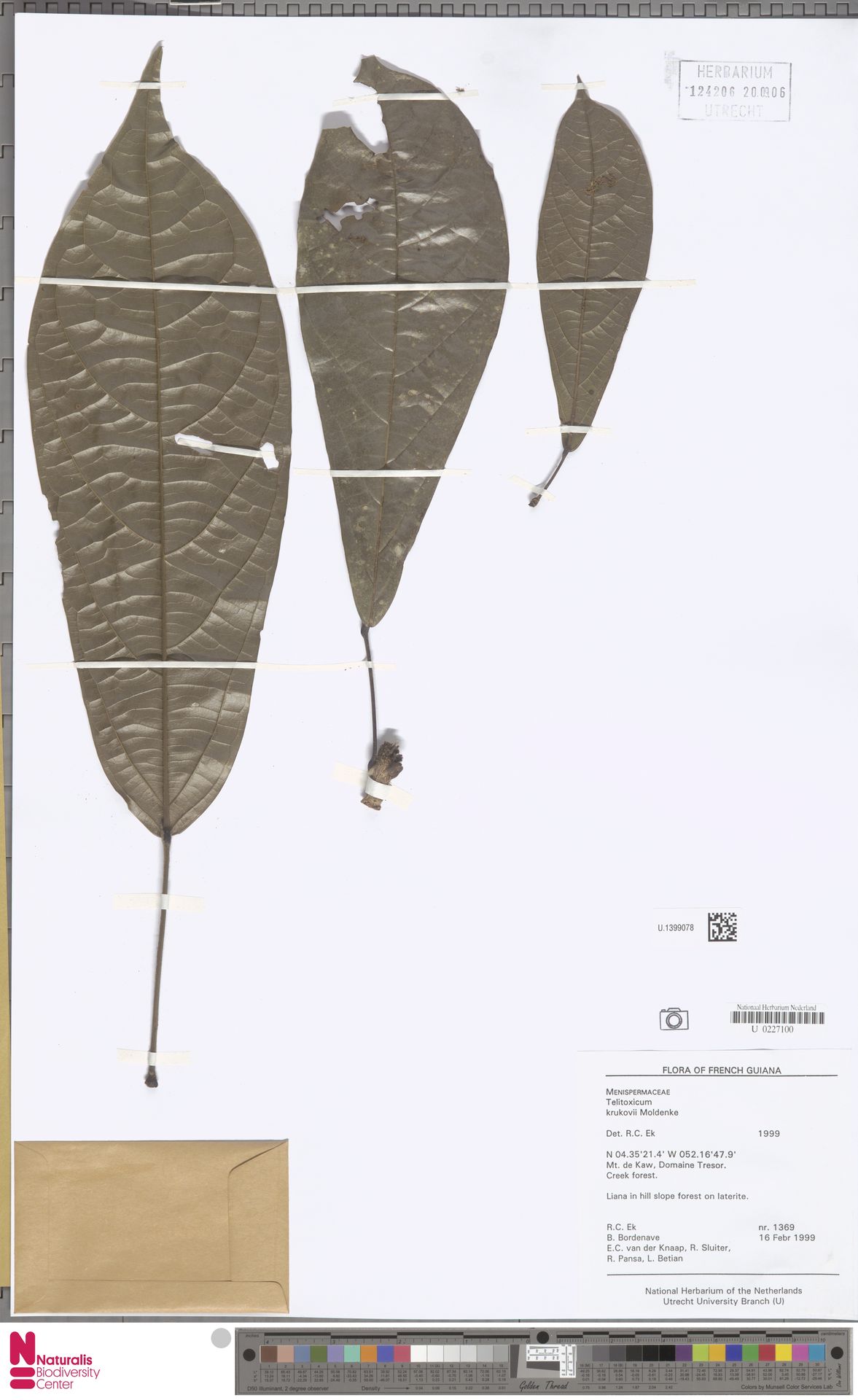 Telitoxicum krukovii