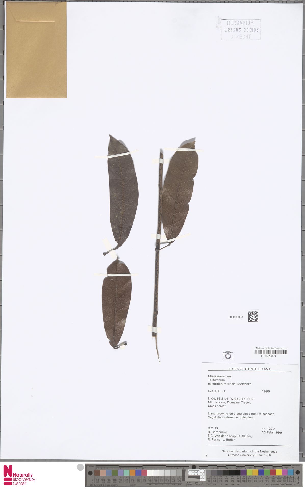 Telitoxicum minutiflorum