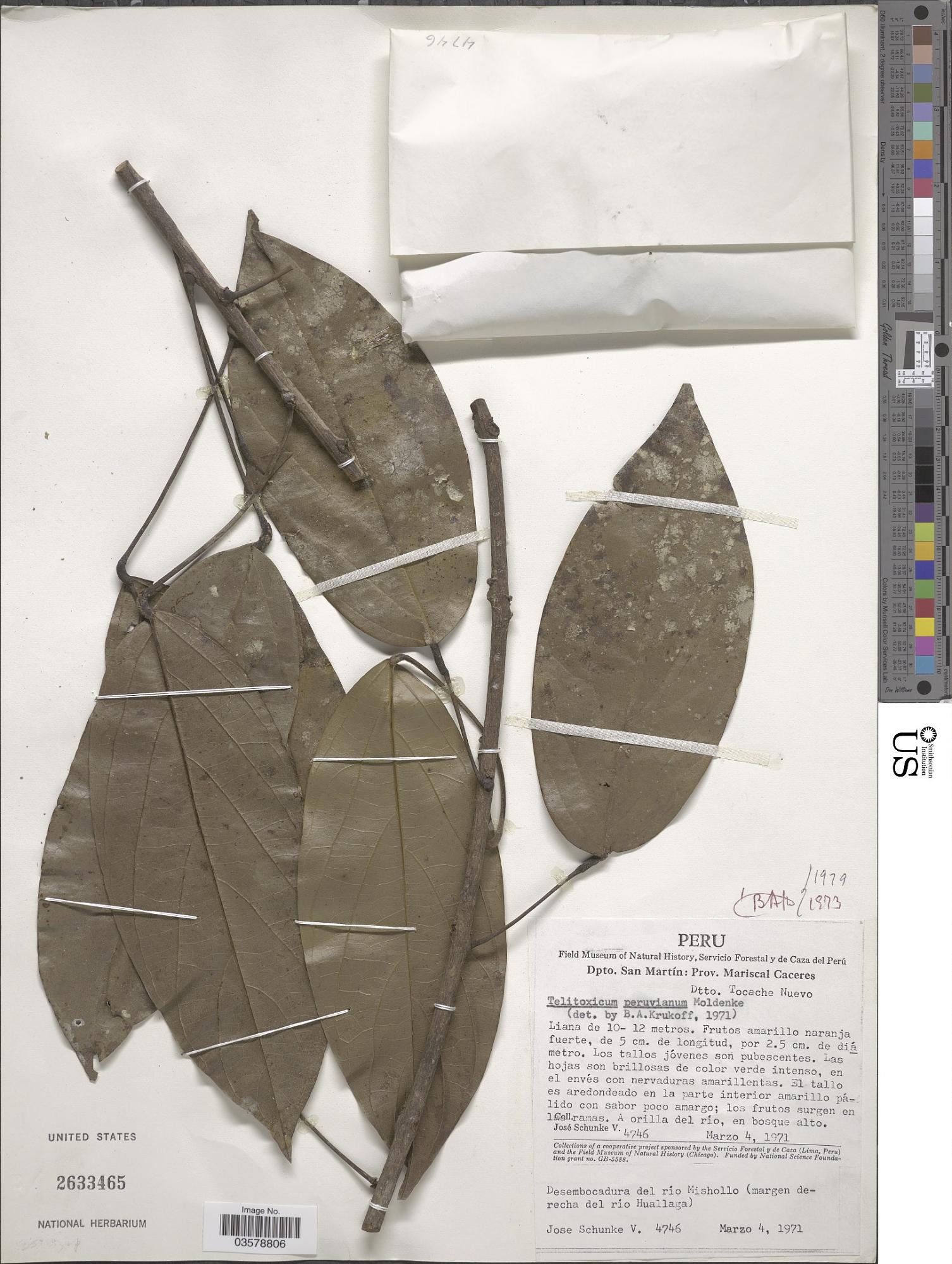 Telitoxicum peruvianum