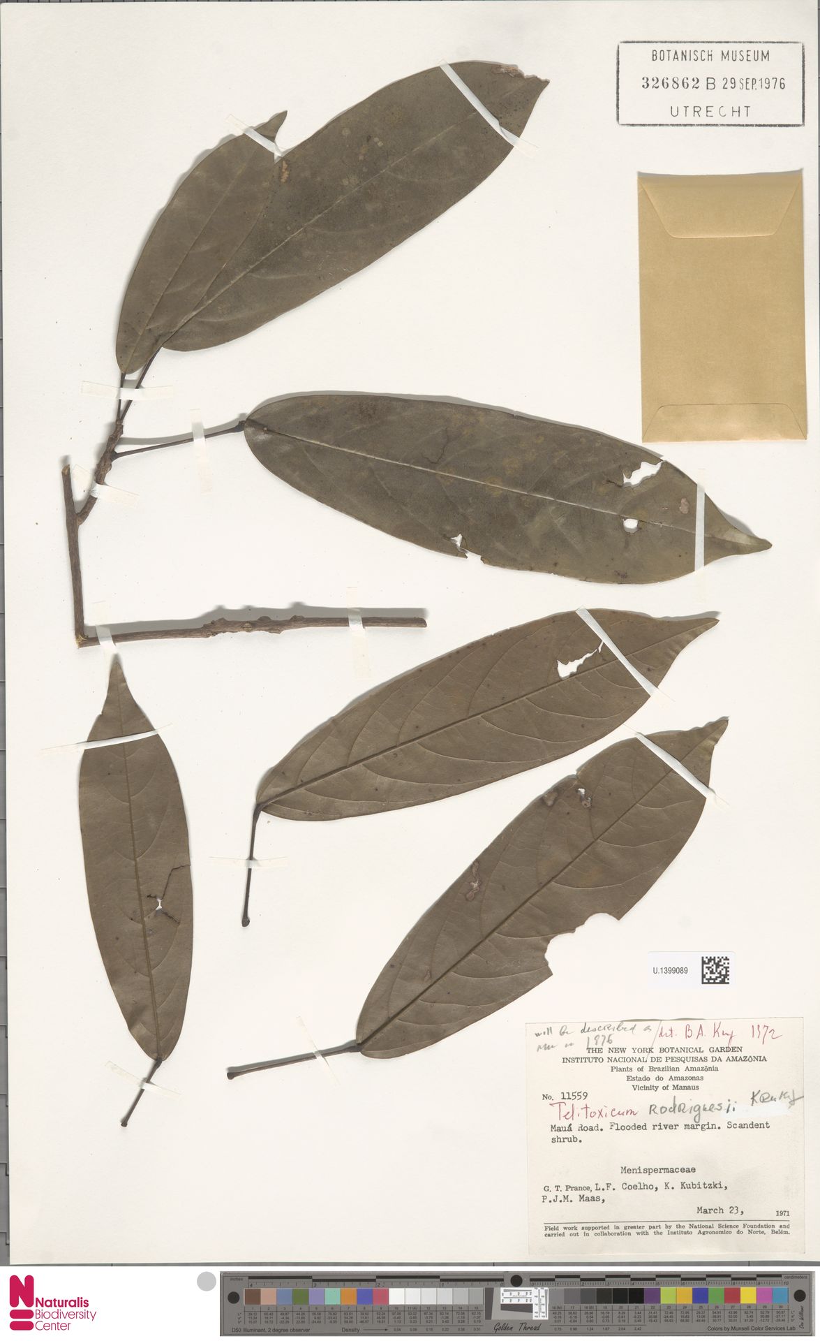 Telitoxicum rodriguesii