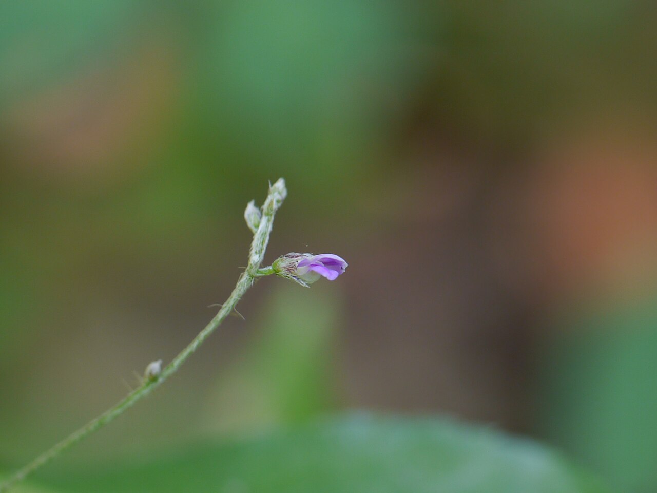 Teramnus mollis