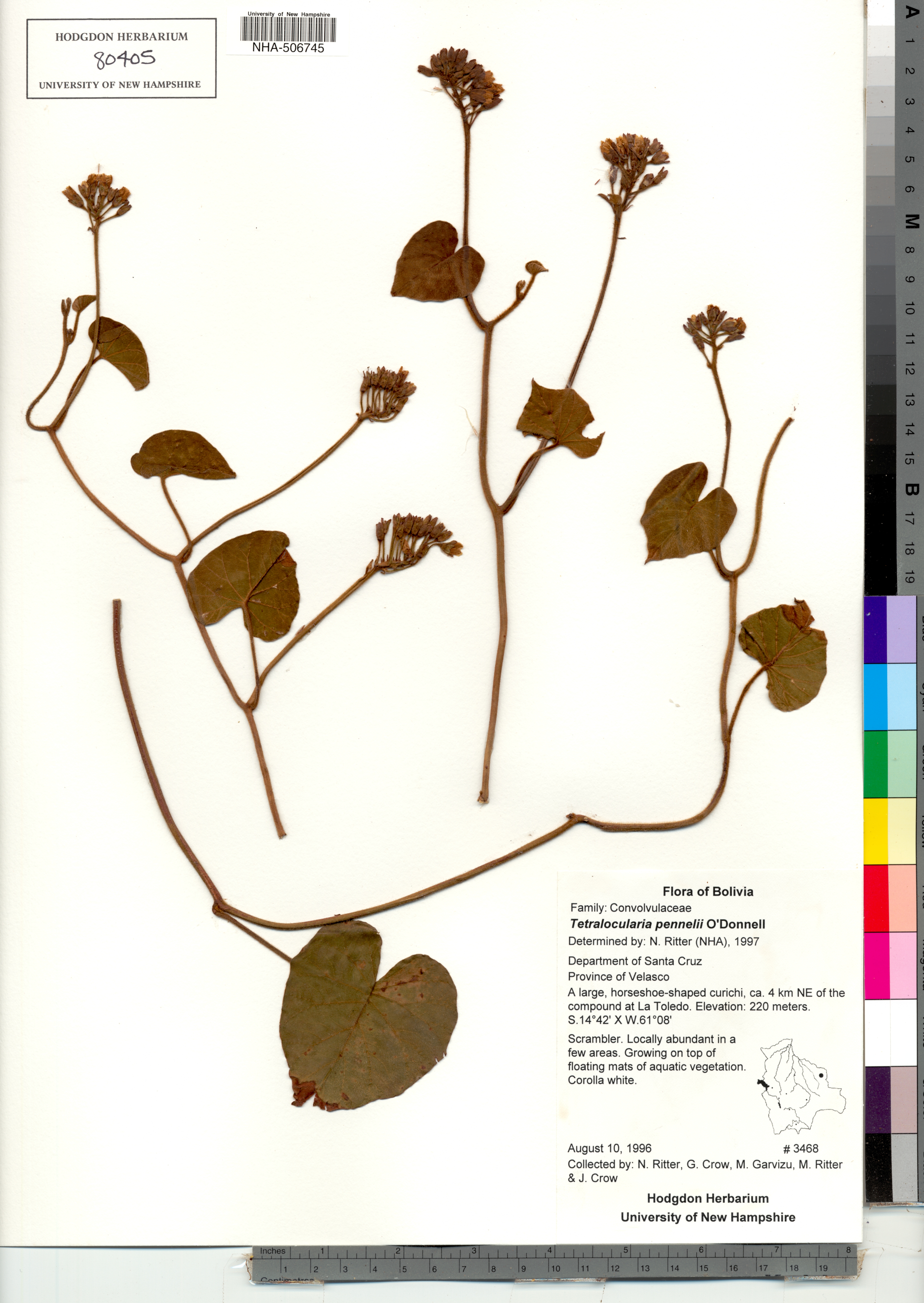 Tetralocularia pennellii