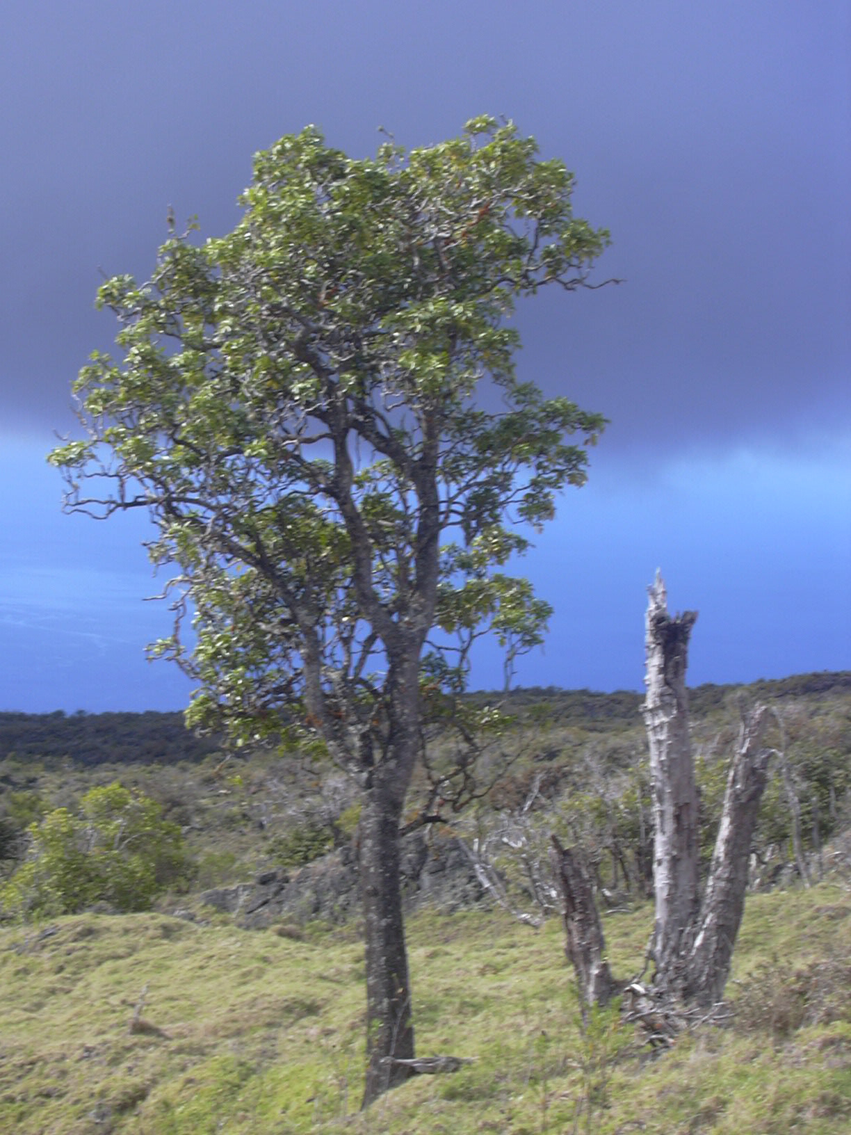 Tetraplasandra oahuensis