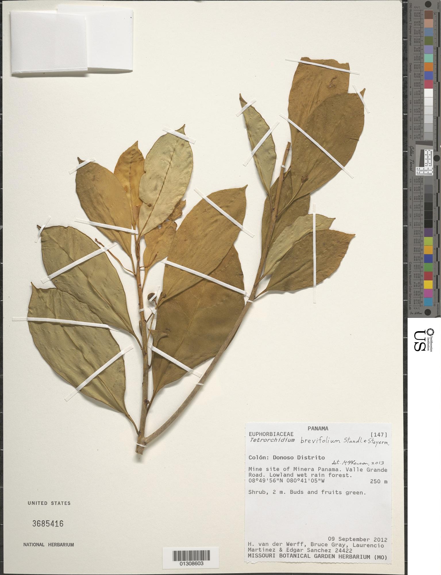Tetrorchidium brevifolium