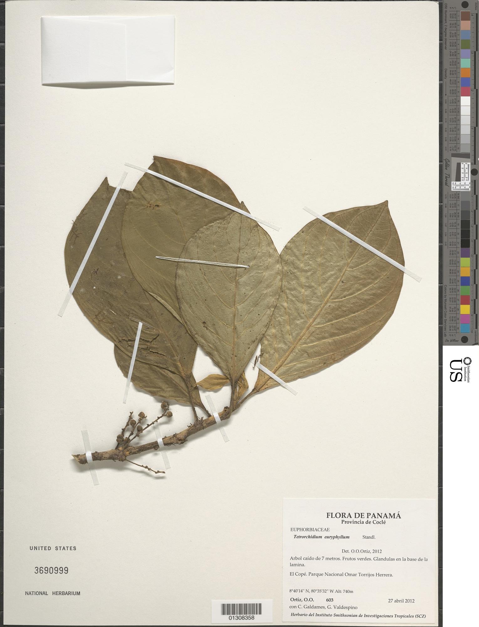Tetrorchidium euryphyllum