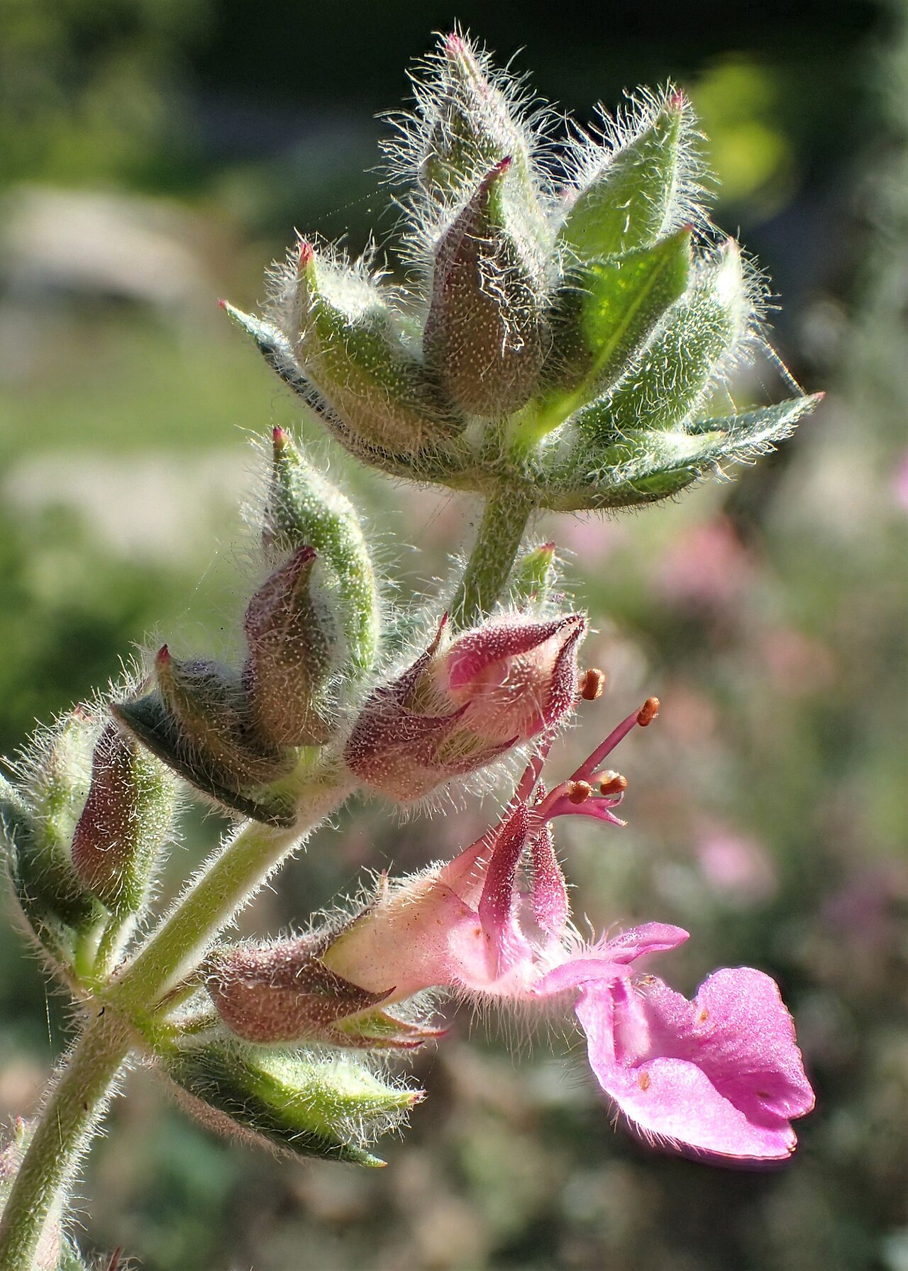 Teucrium massiliense