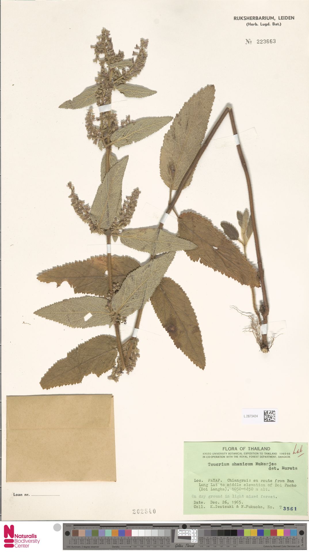 Teucrium shanicum