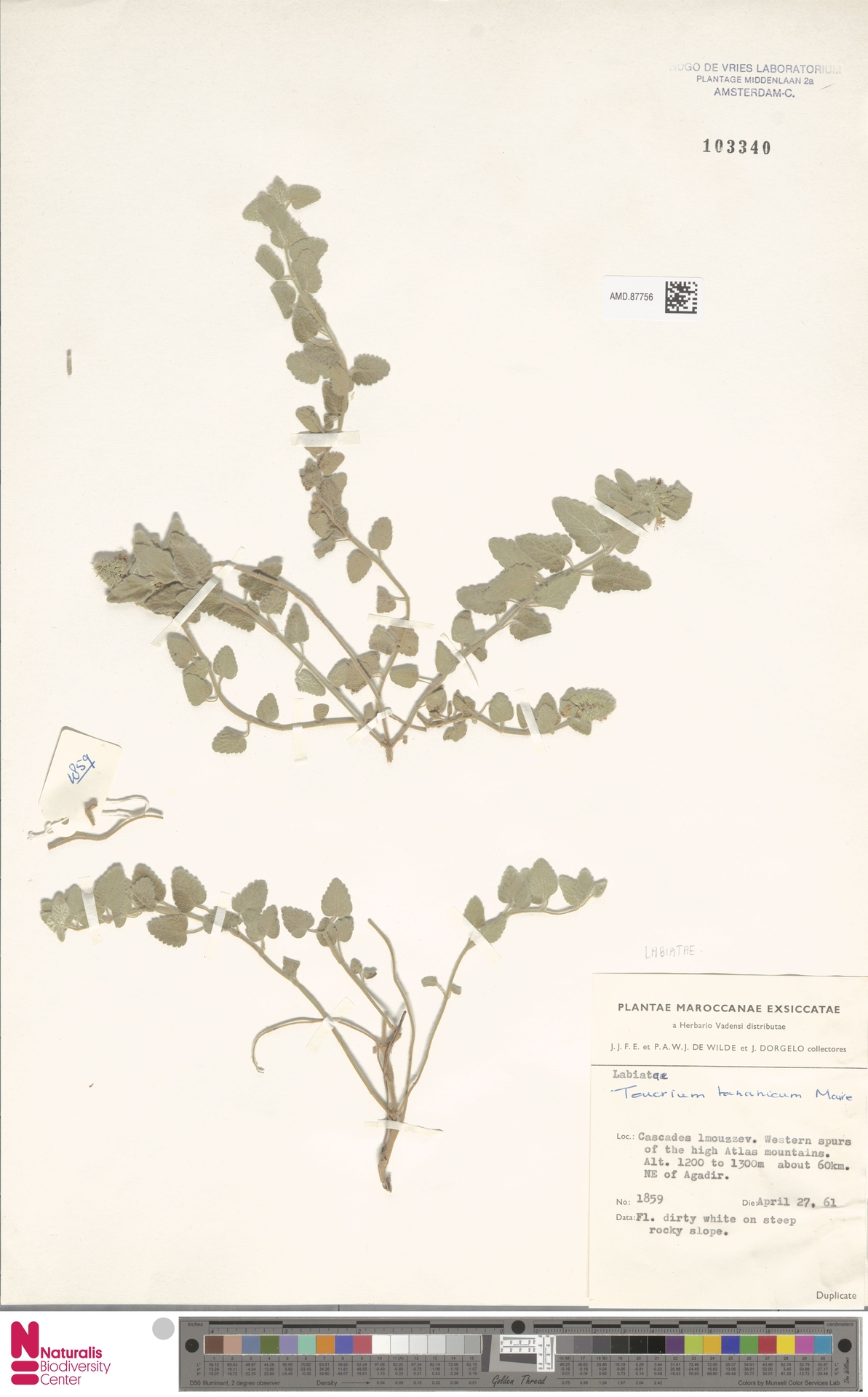 Teucrium tananicum