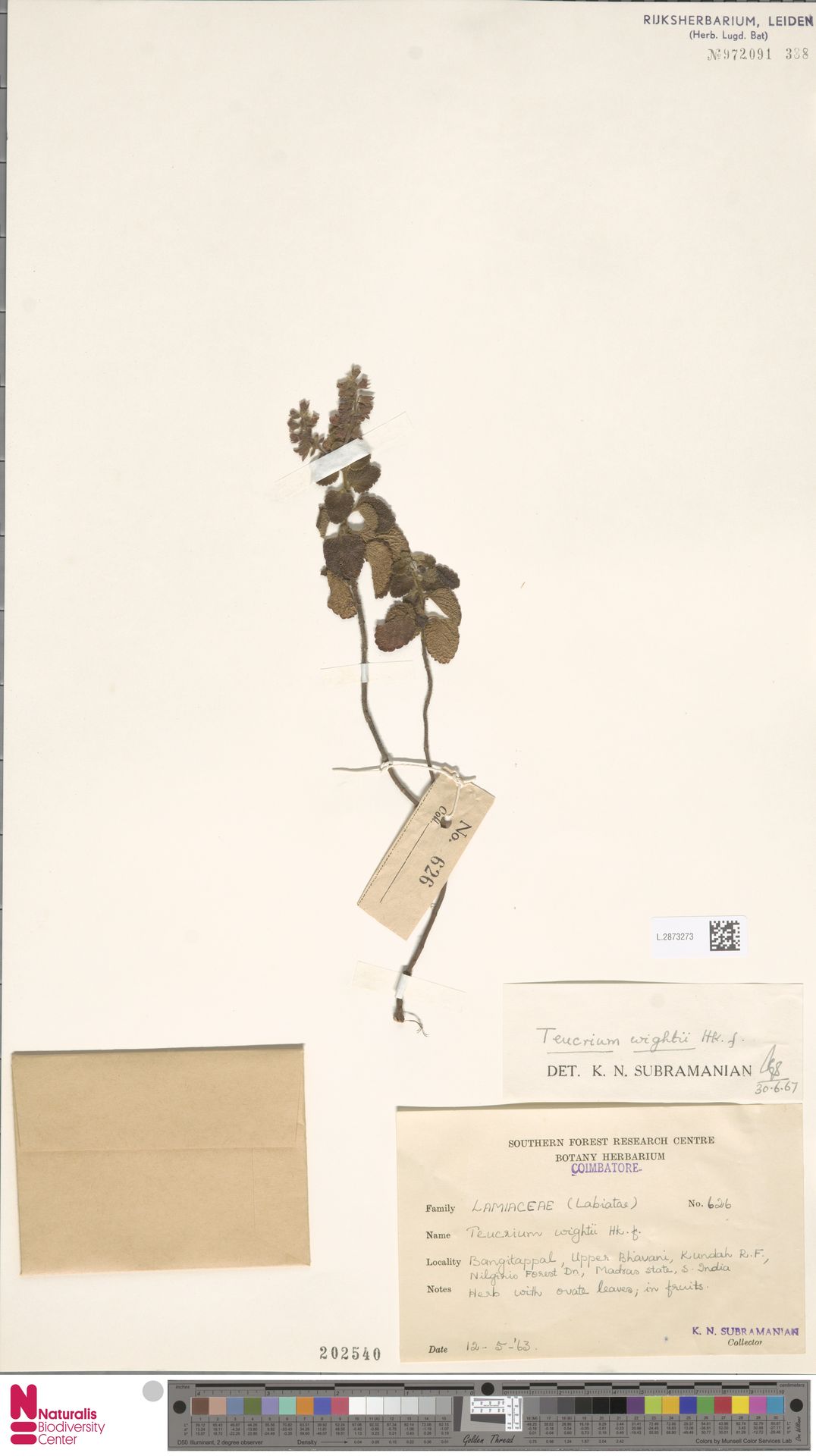 Teucrium wightii
