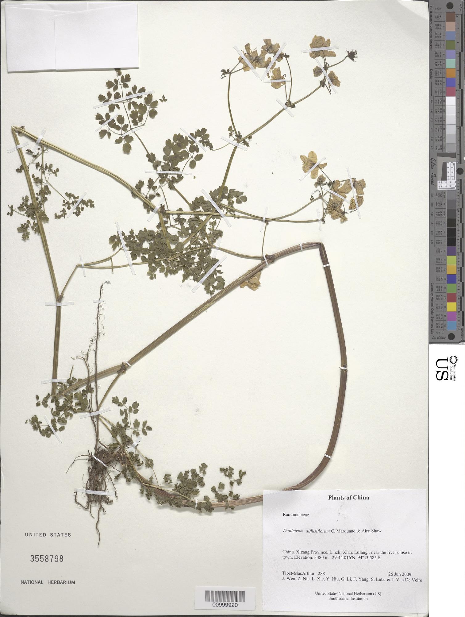 Thalictrum diffusiflorum