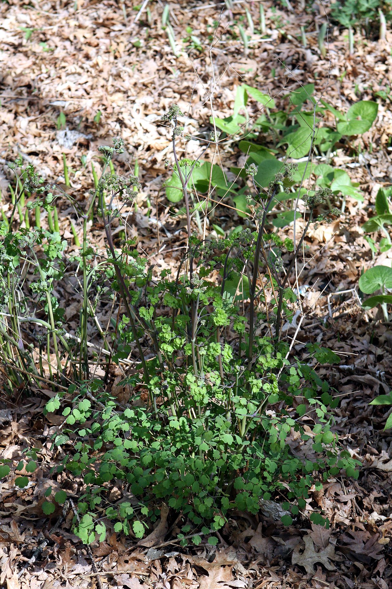 Thalictrum dioicum