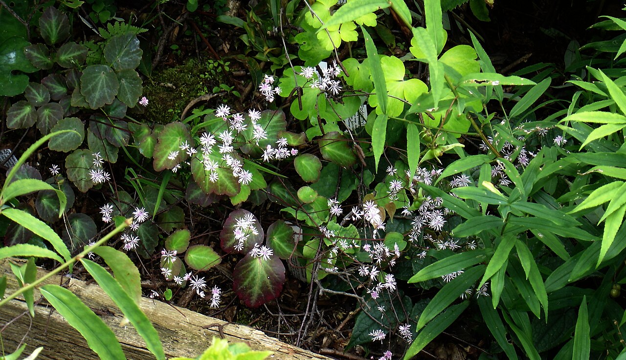 Thalictrum ichangense