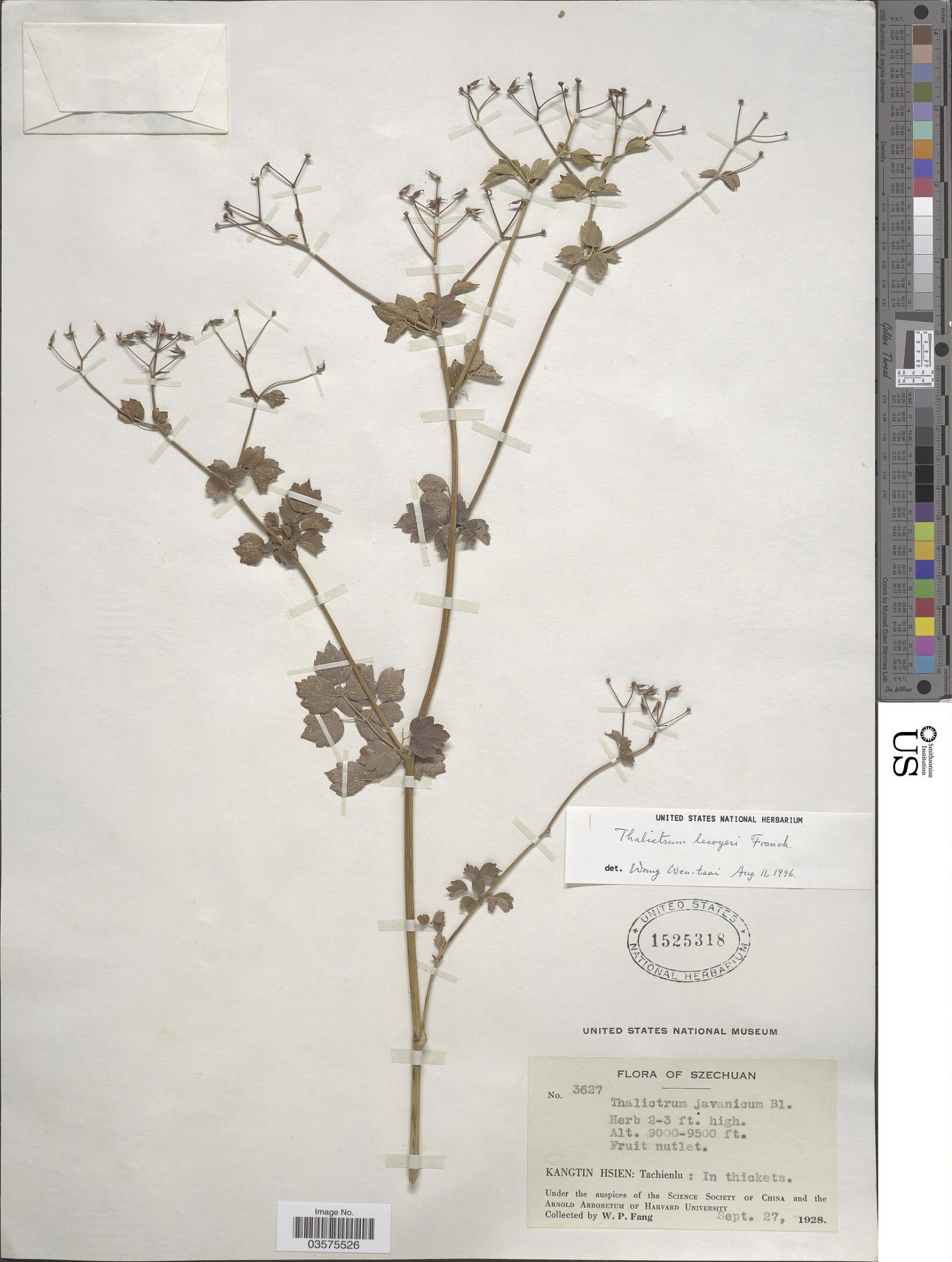 Thalictrum lecoyeri