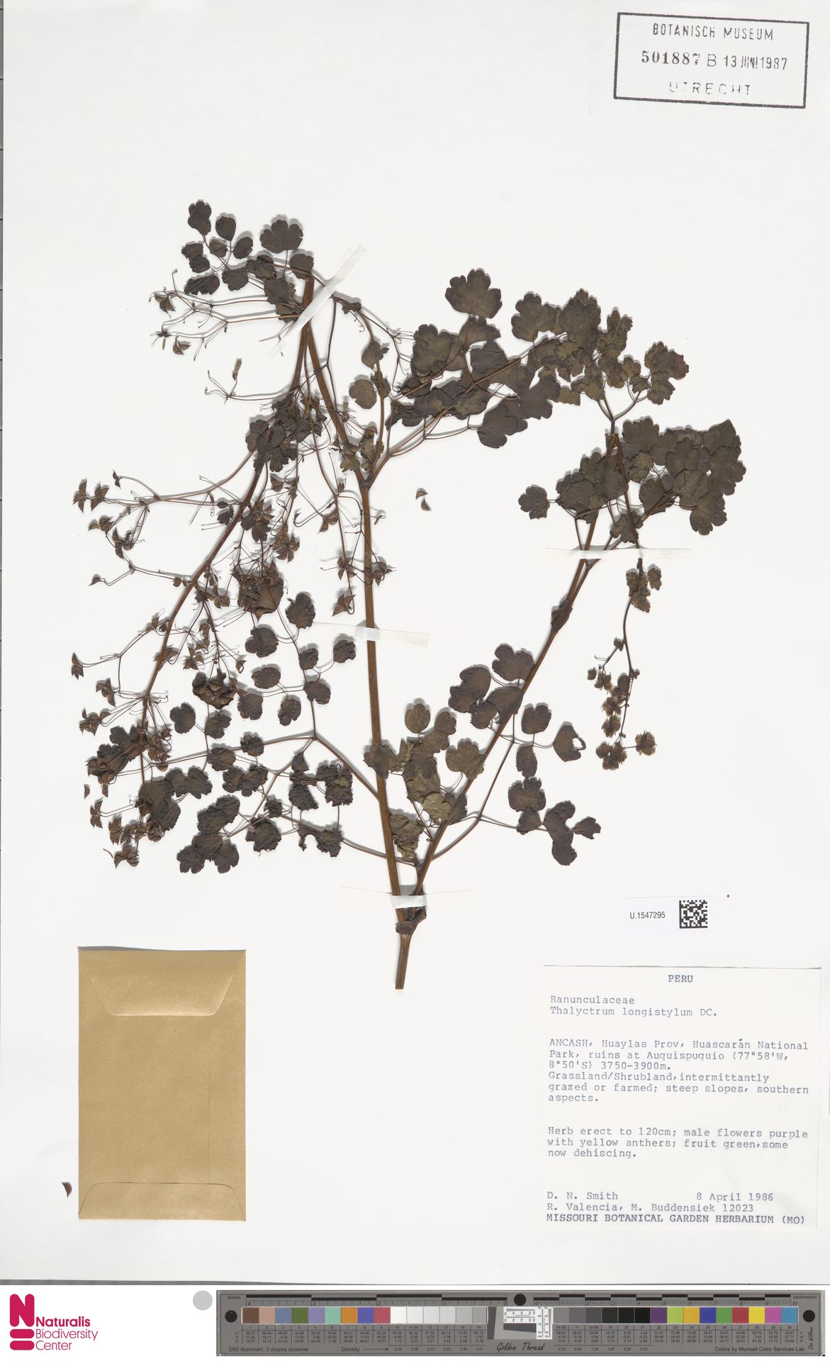 Thalictrum longistylum