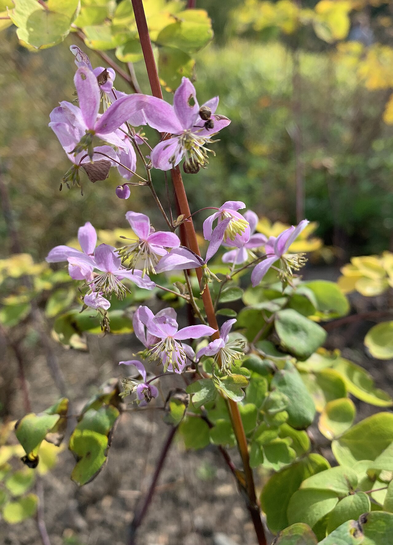 Thalictrum rochebrunianum