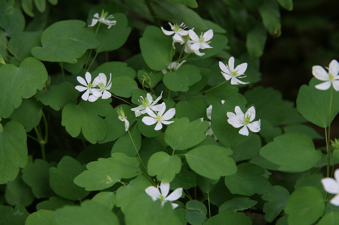 Thalictrum thalictroides