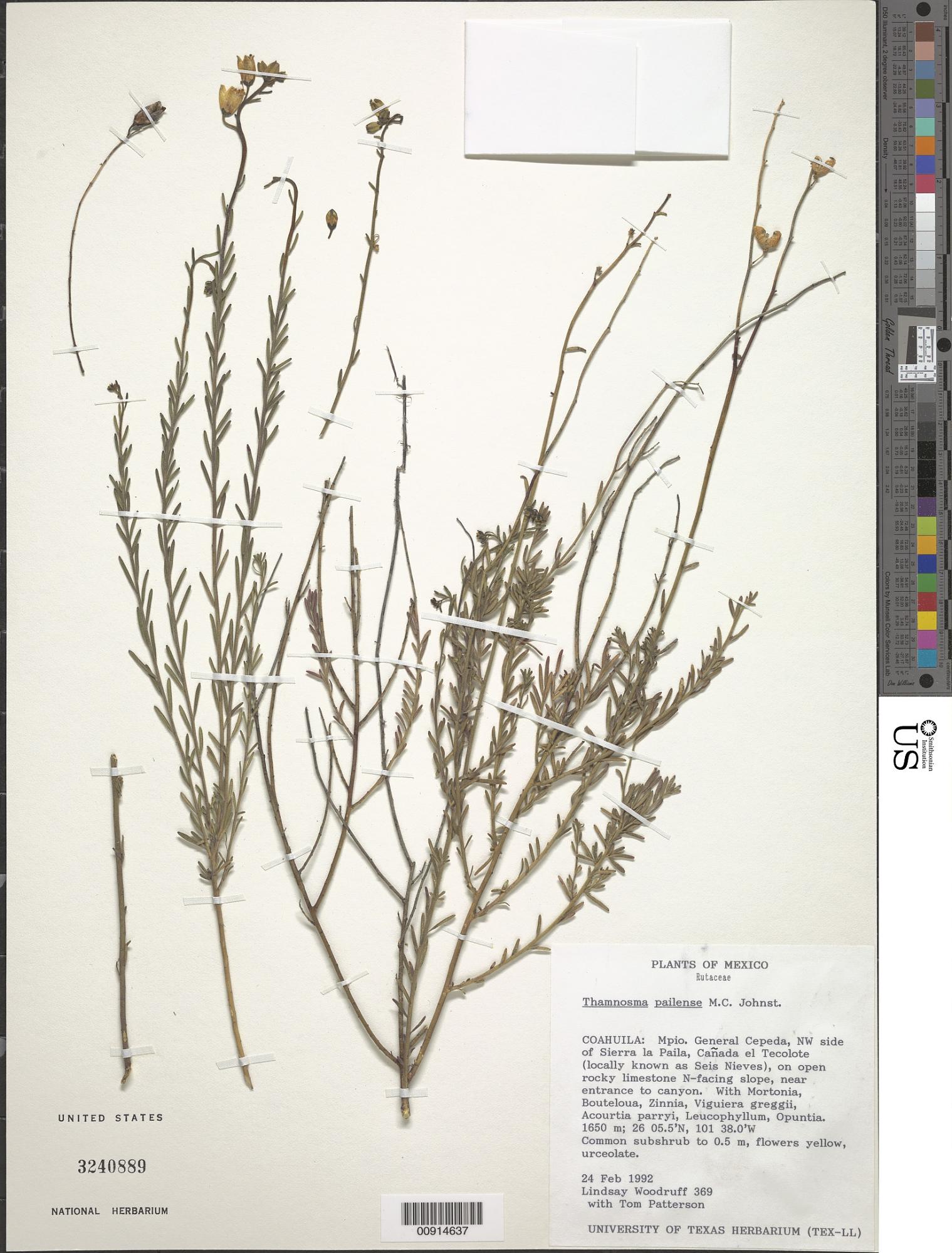 Thamnosma pailensis