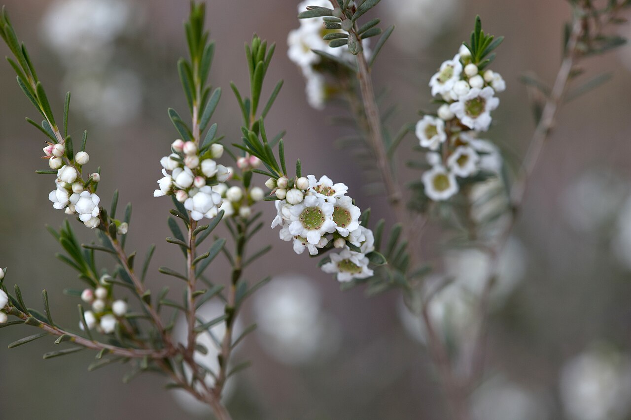 Thryptomene hexandra