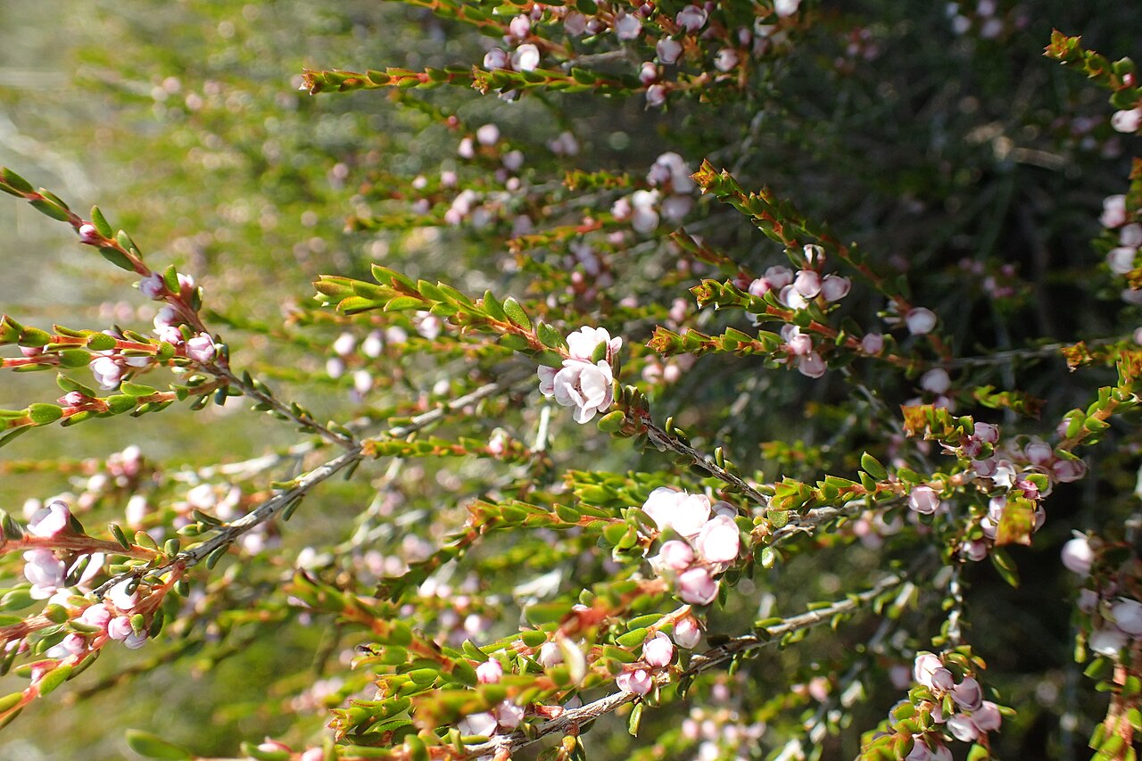 Thryptomene mucronulata