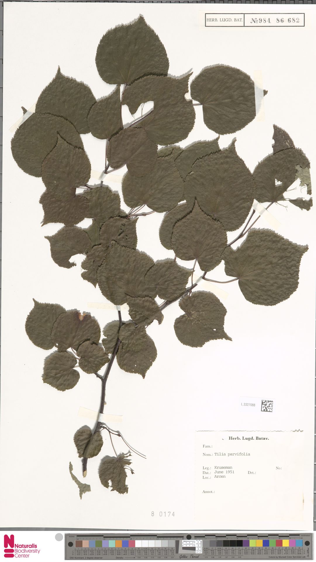Tilia parviflora