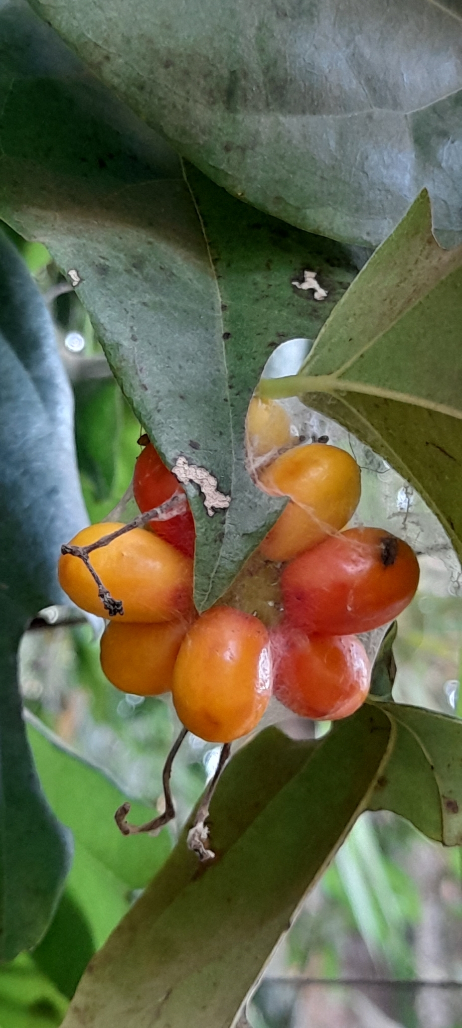 Tiliacora acuminata