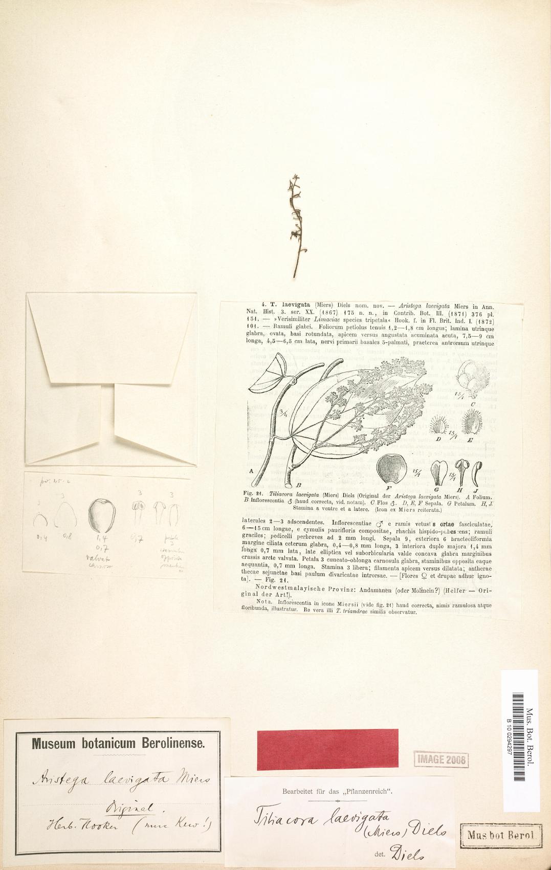Tiliacora laevigata
