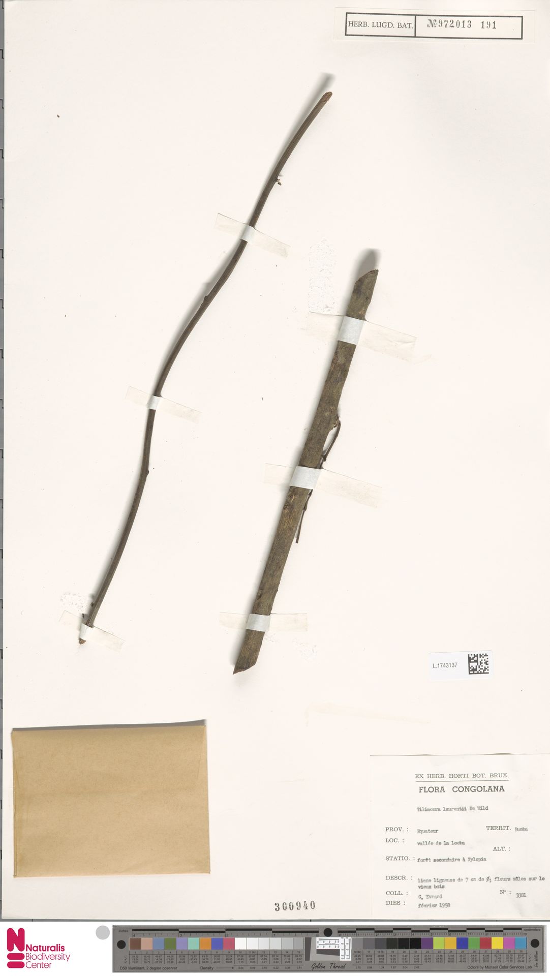 Tiliacora laurentii