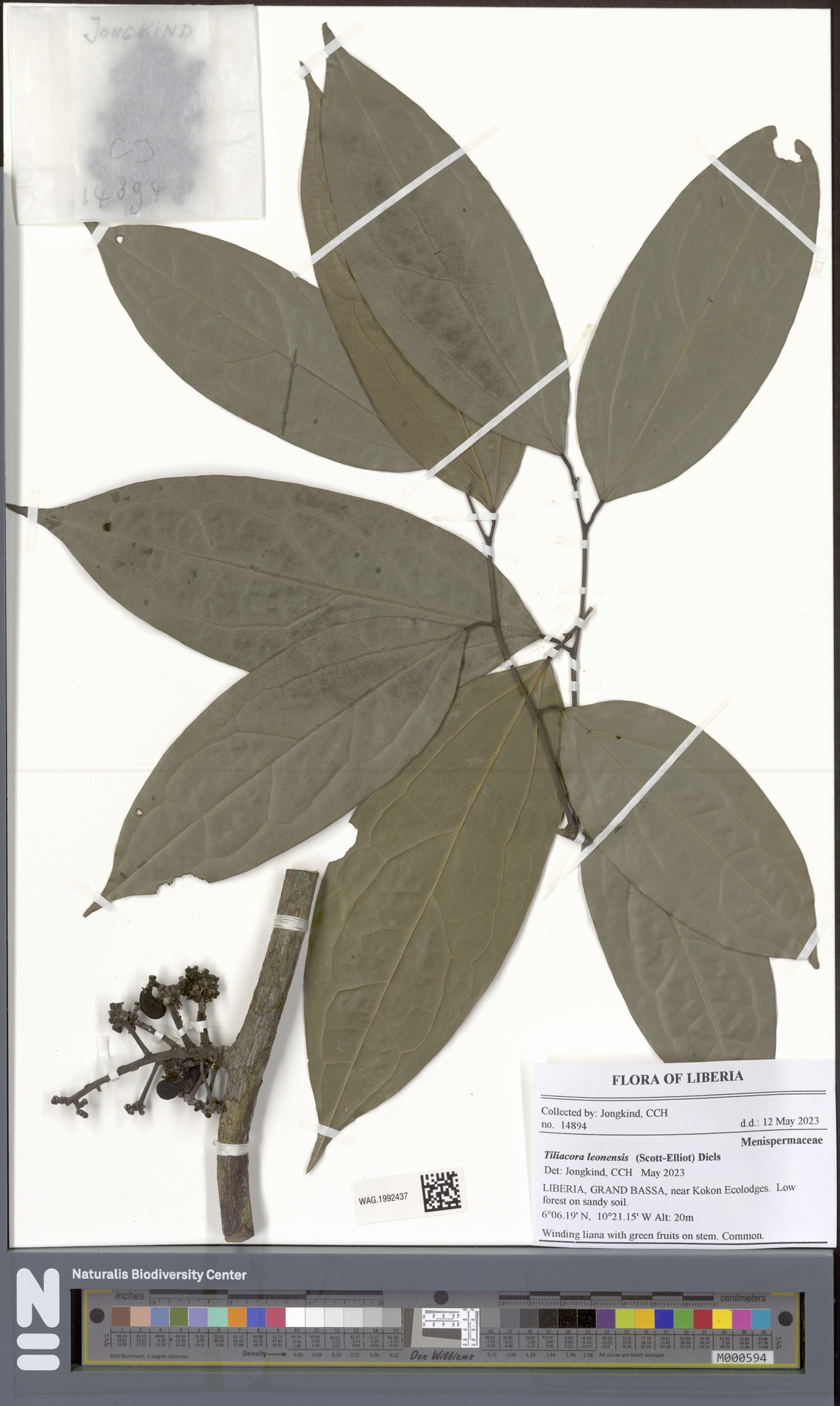 Tiliacora leonensis