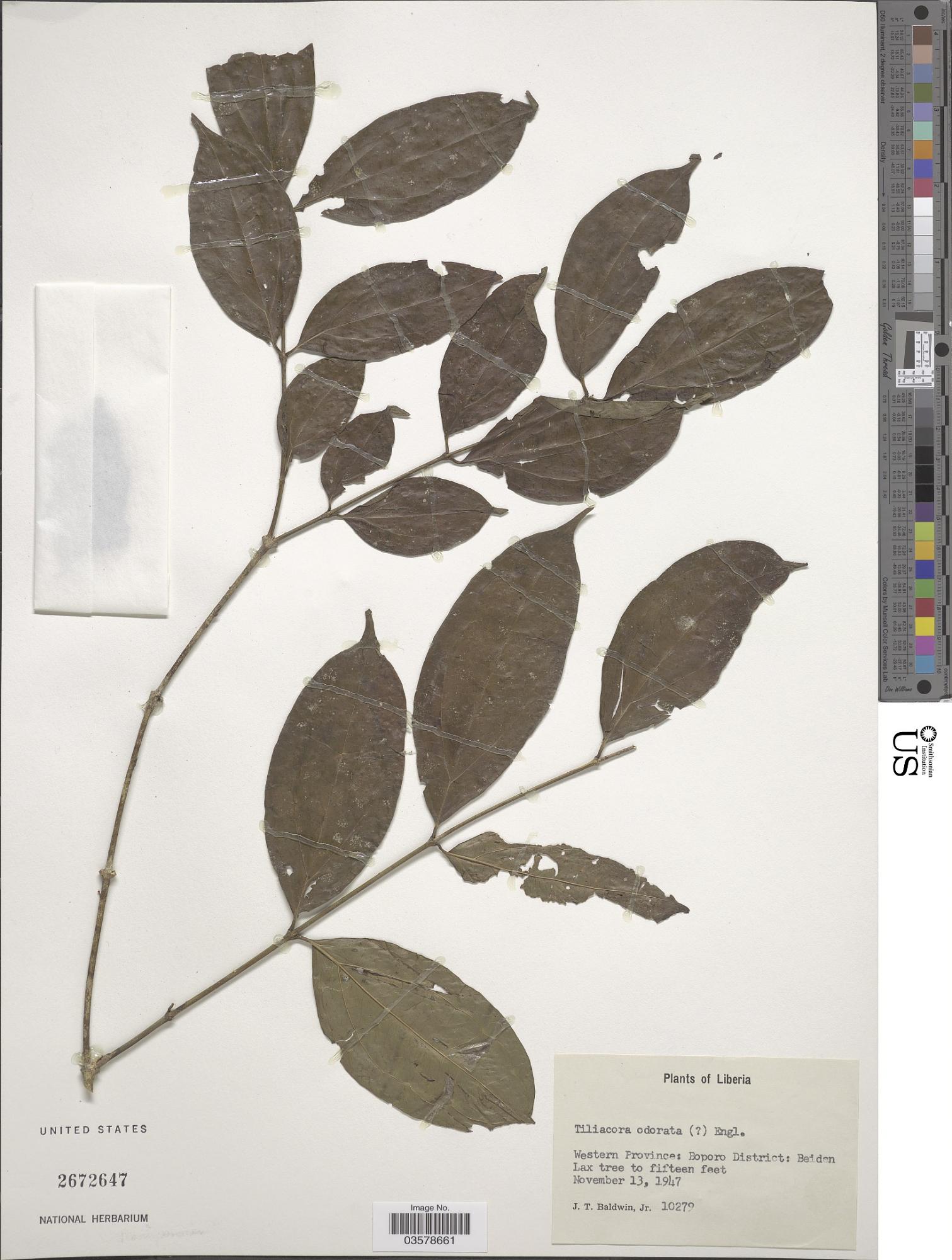 Tiliacora odorata